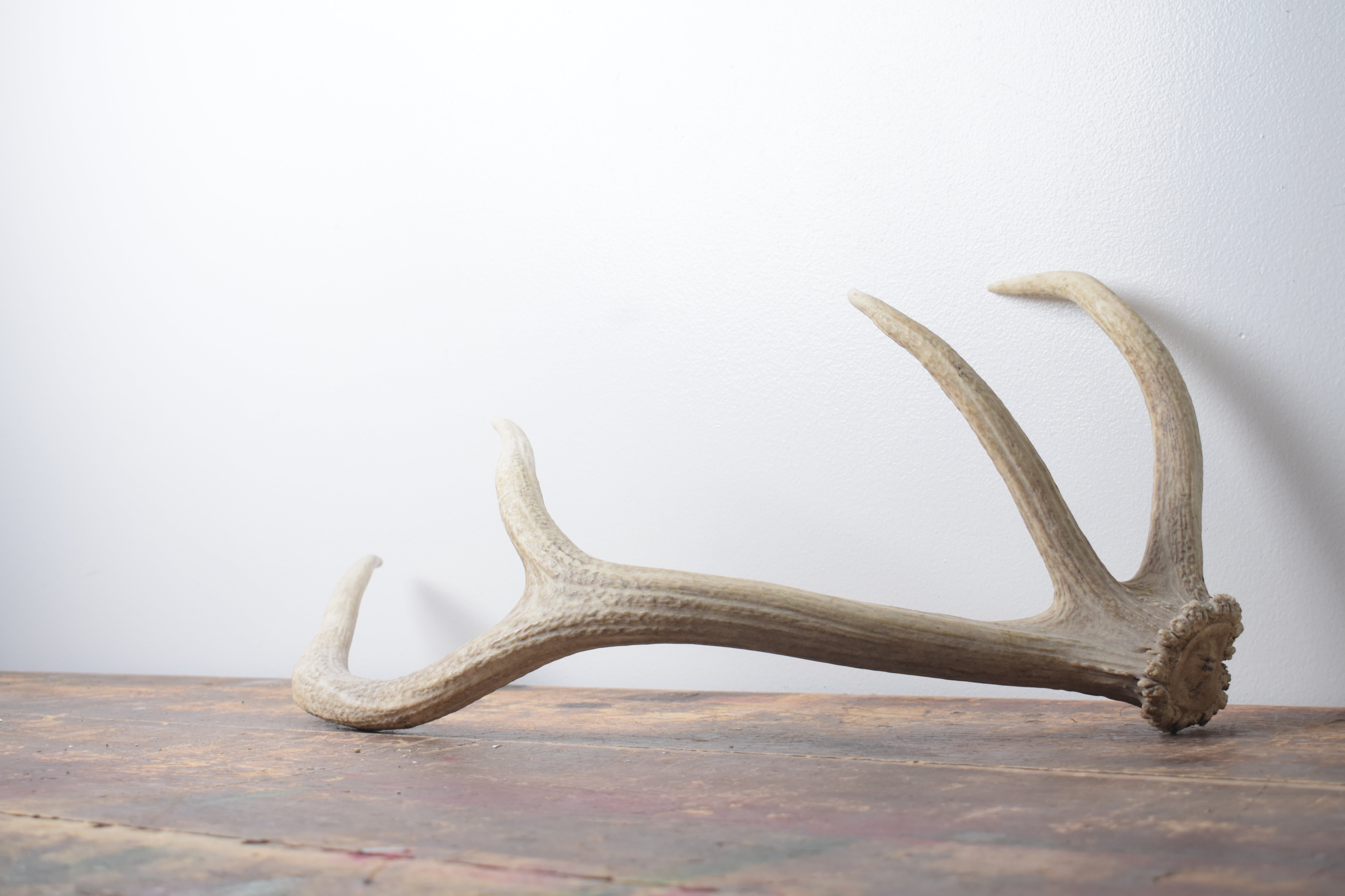 Elk Antler | Small Size | 129