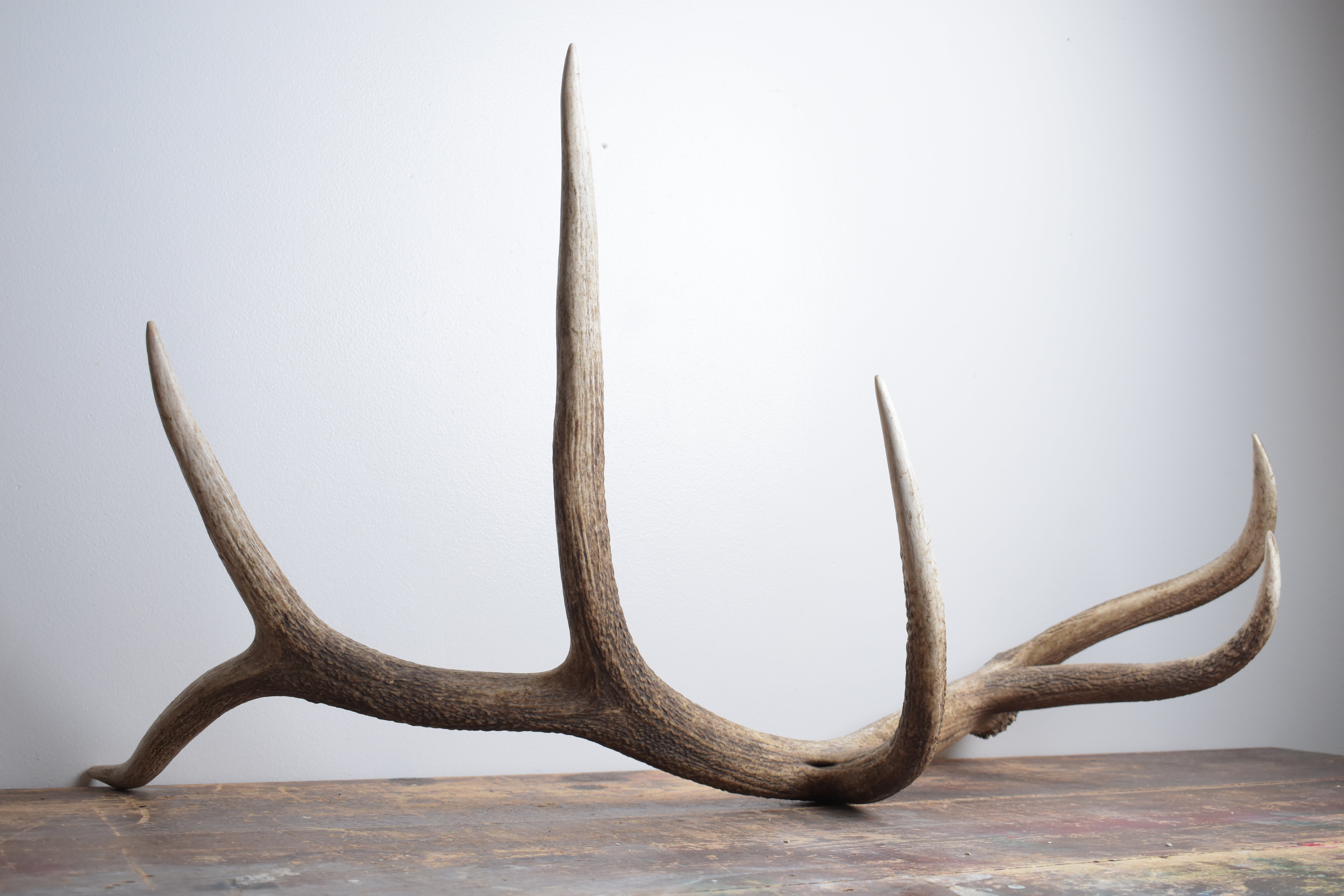 Elk Antler | Extra-Large Size | 174