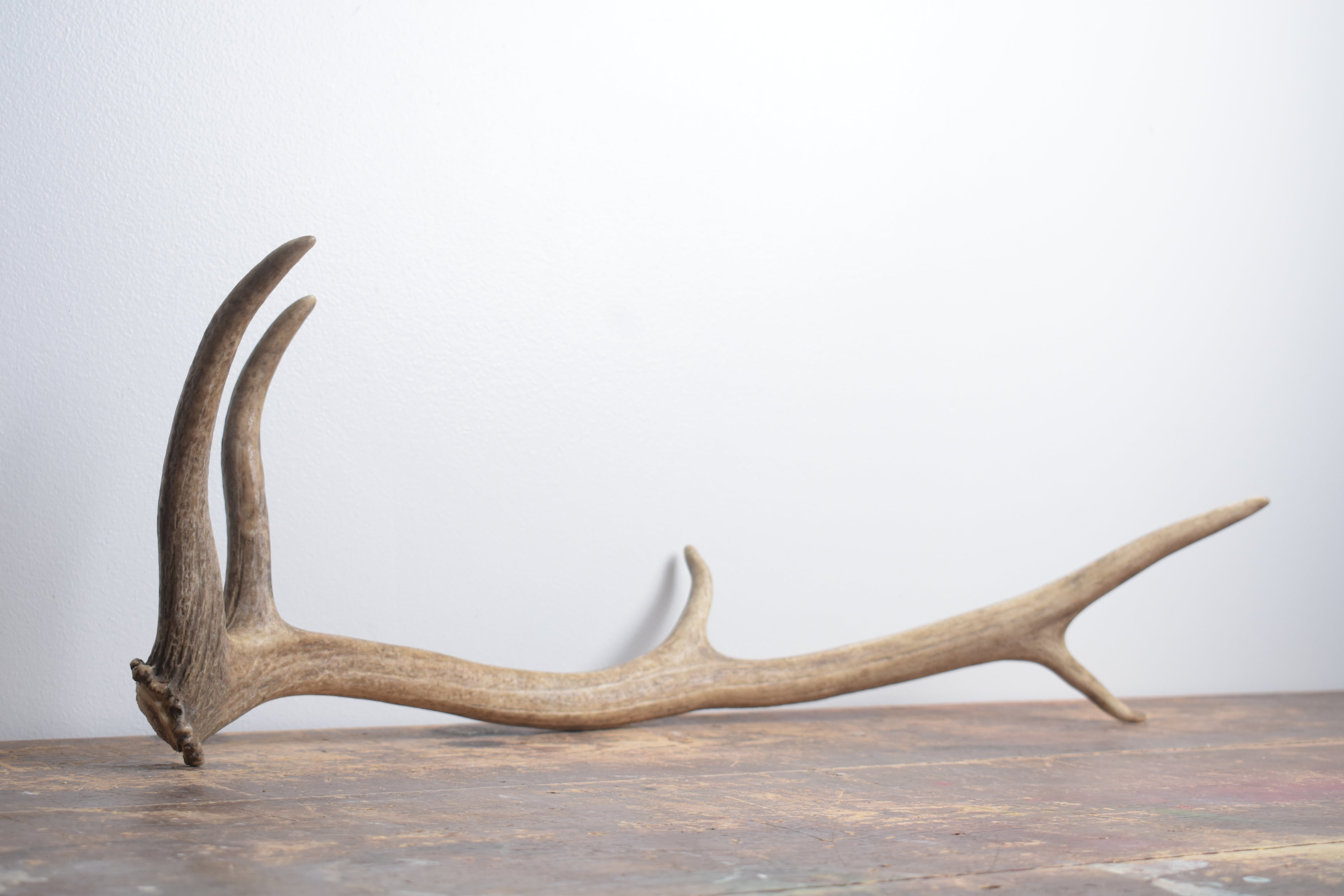 Elk Antler | Small Size | 147