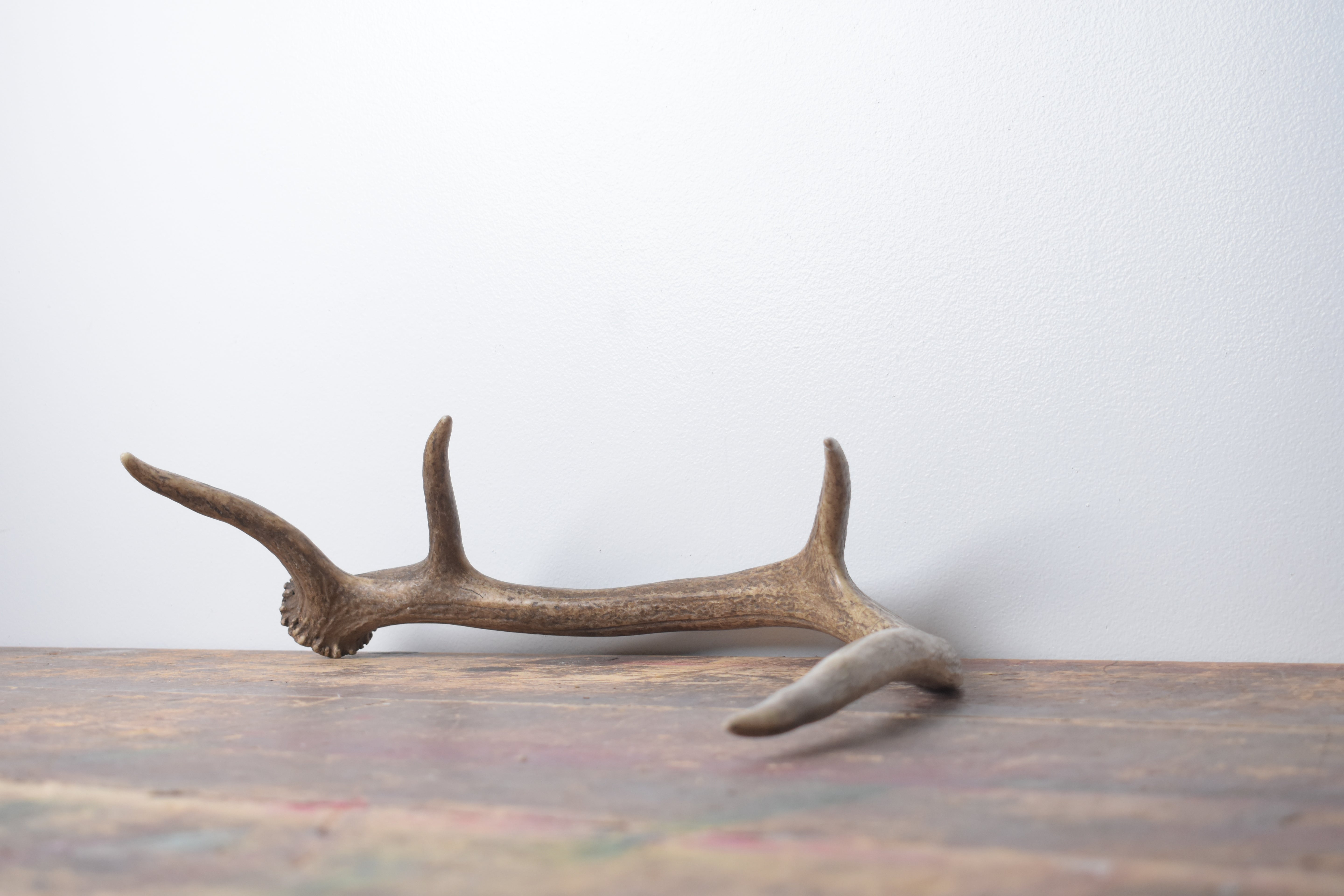 Elk Antler | Small Size | 134