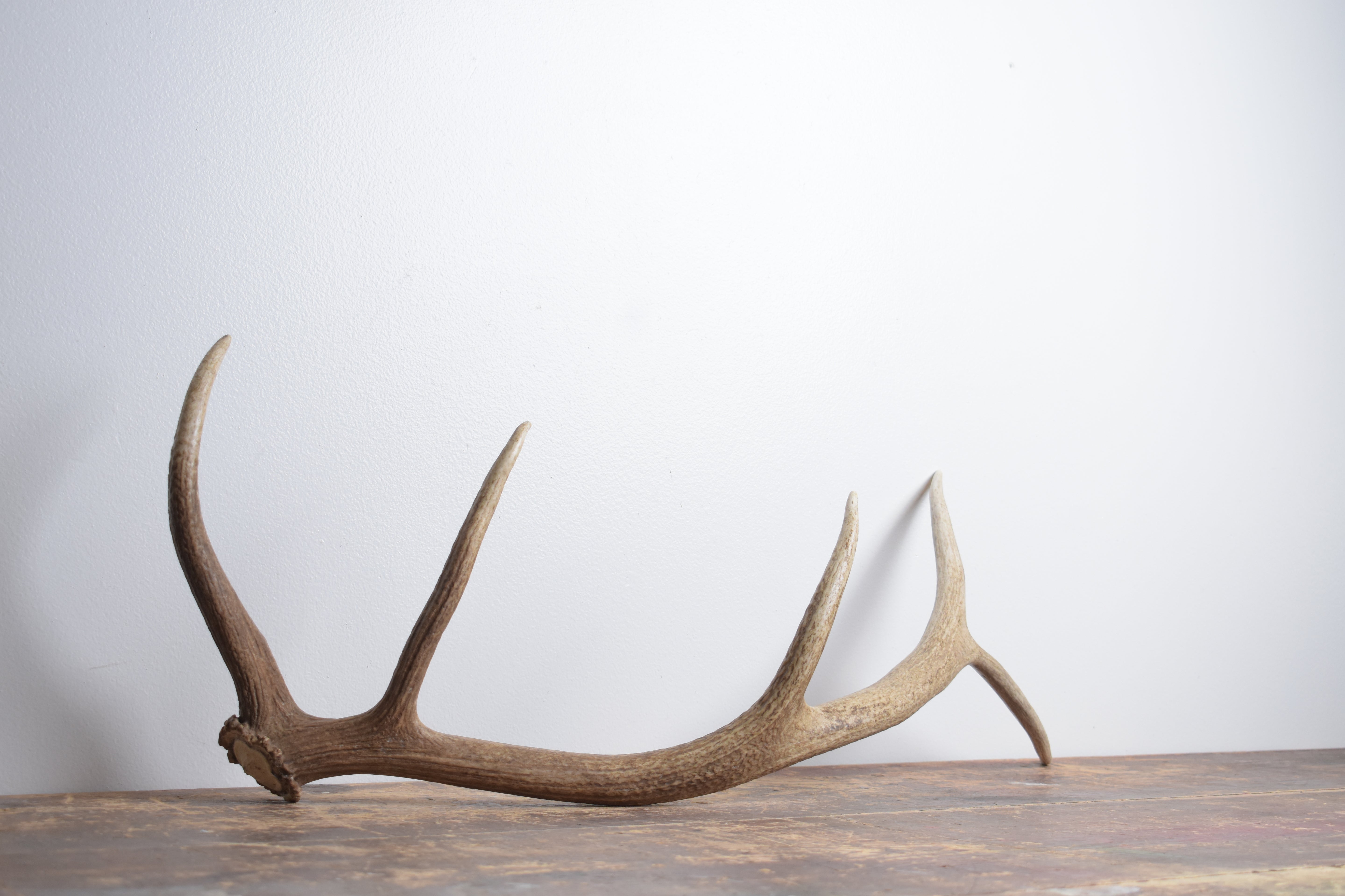 Elk Antler | Small Size | 171