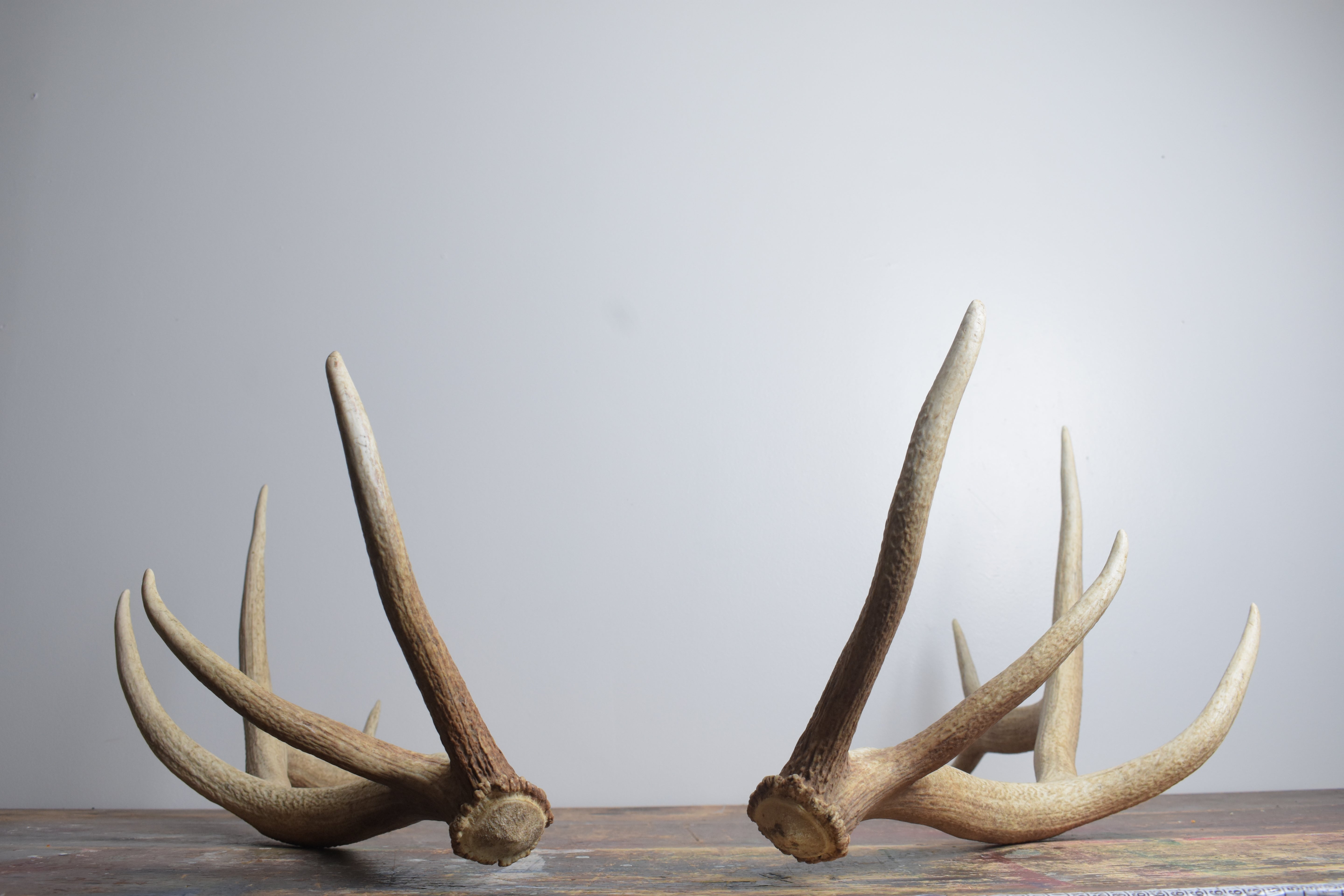 Elk Antler Set | Medium | 154
