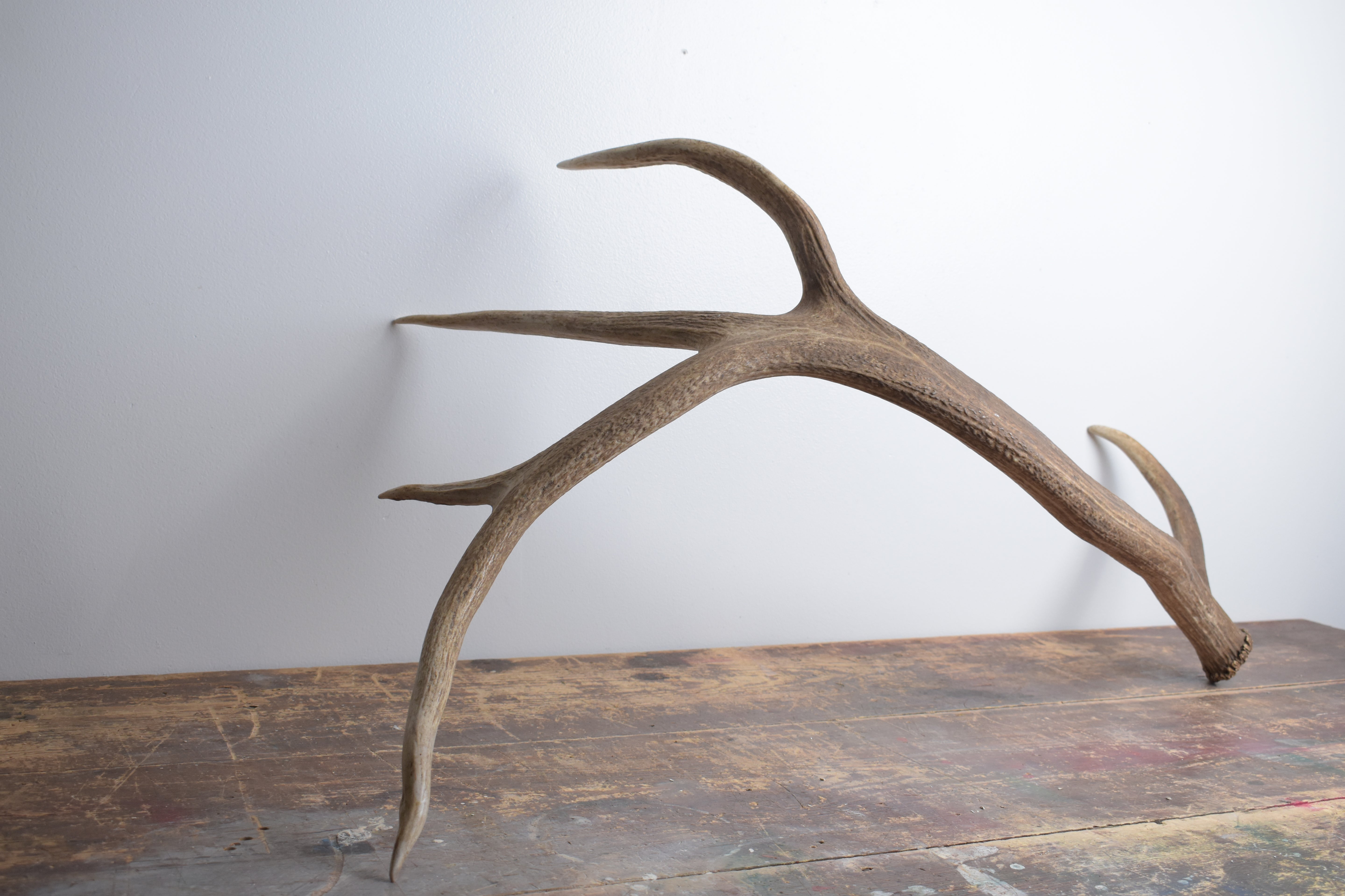 Elk Antler | Extra-Large Size | 175