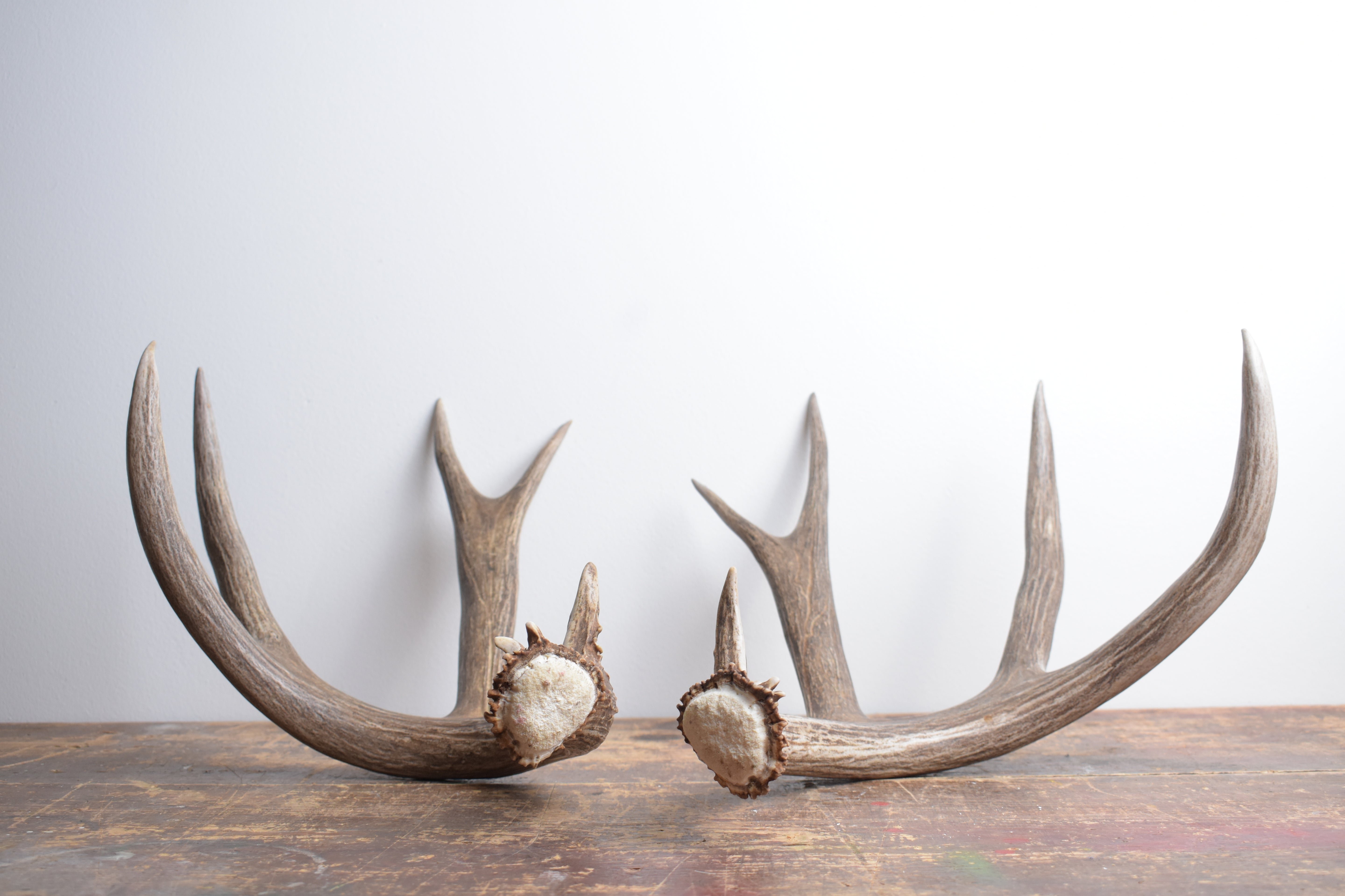 Mule Deer Antler Set | Extra-Large | 1
