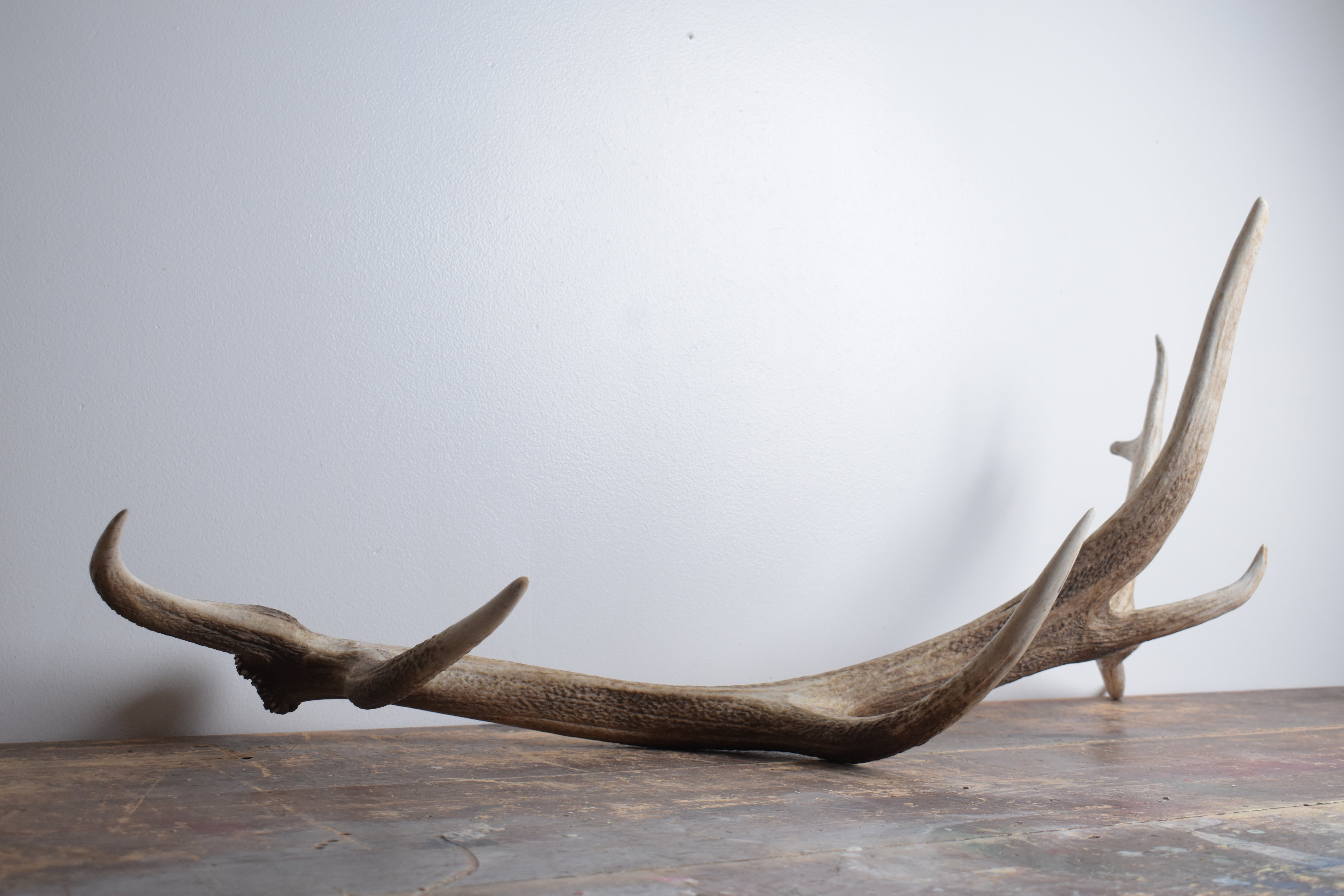Elk Antler | Extra-Large Size | 176
