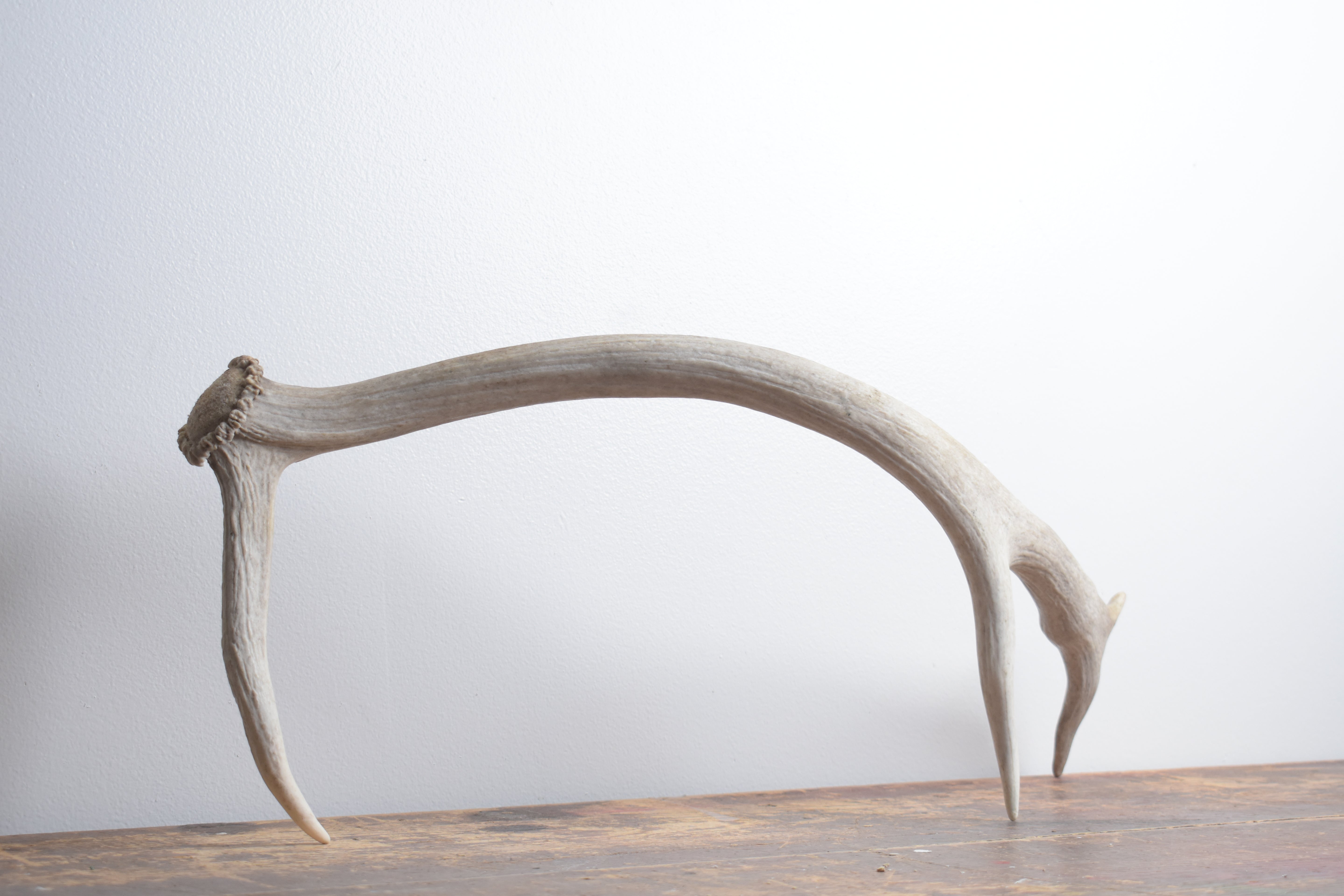 Elk Antler | Small Size | 130