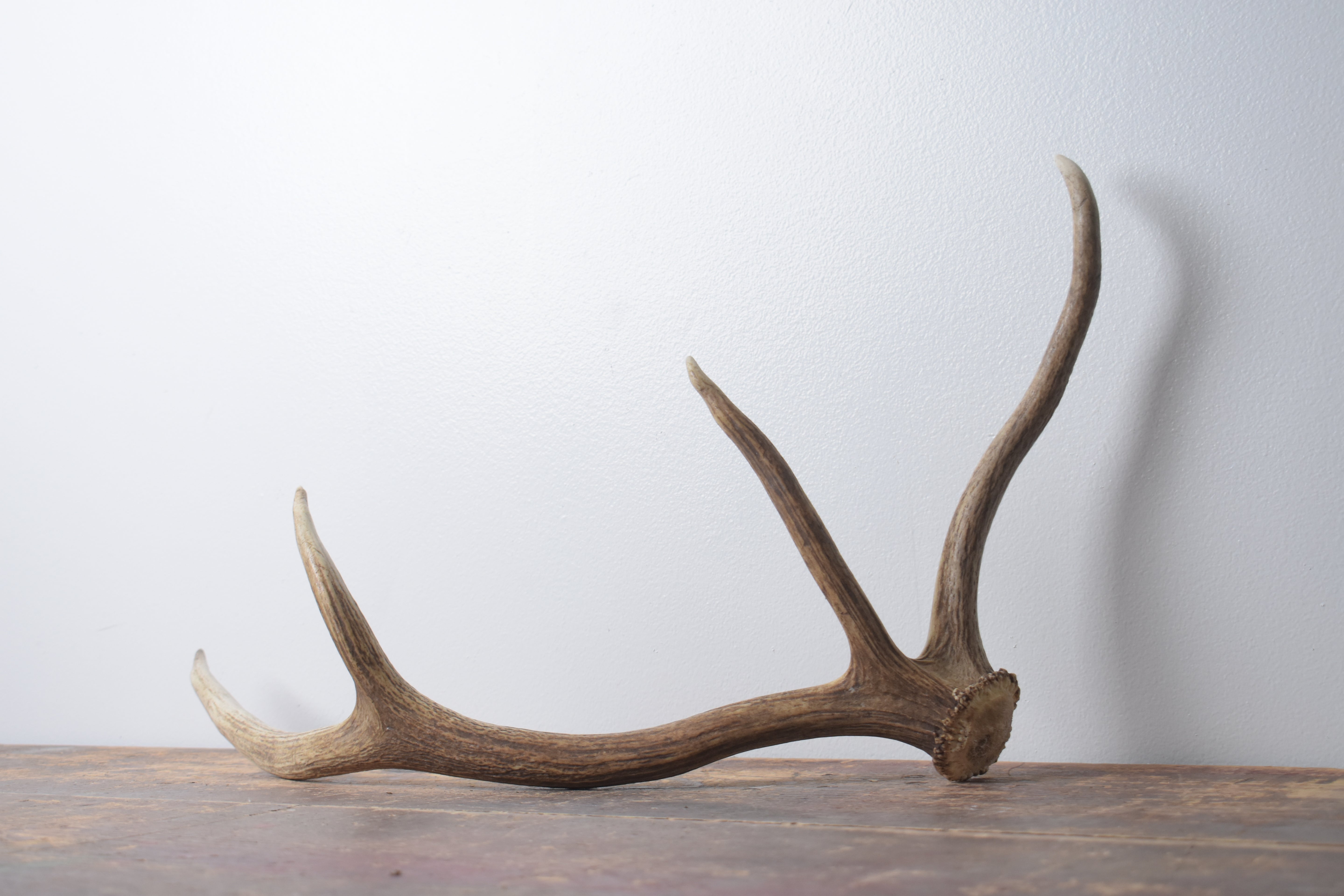 Elk Antler | Small Size | 131