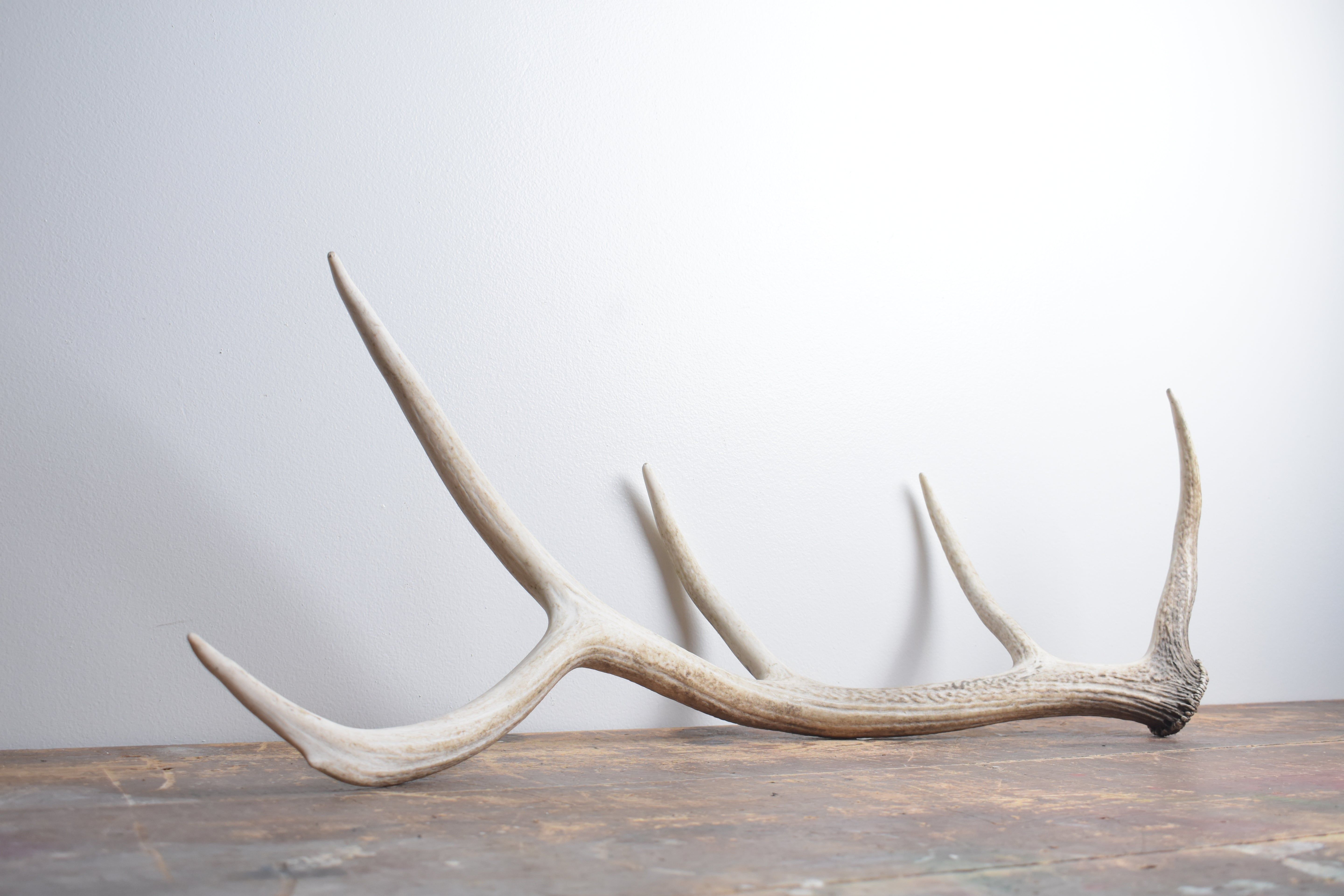 Elk Antler | Medium Size | 127