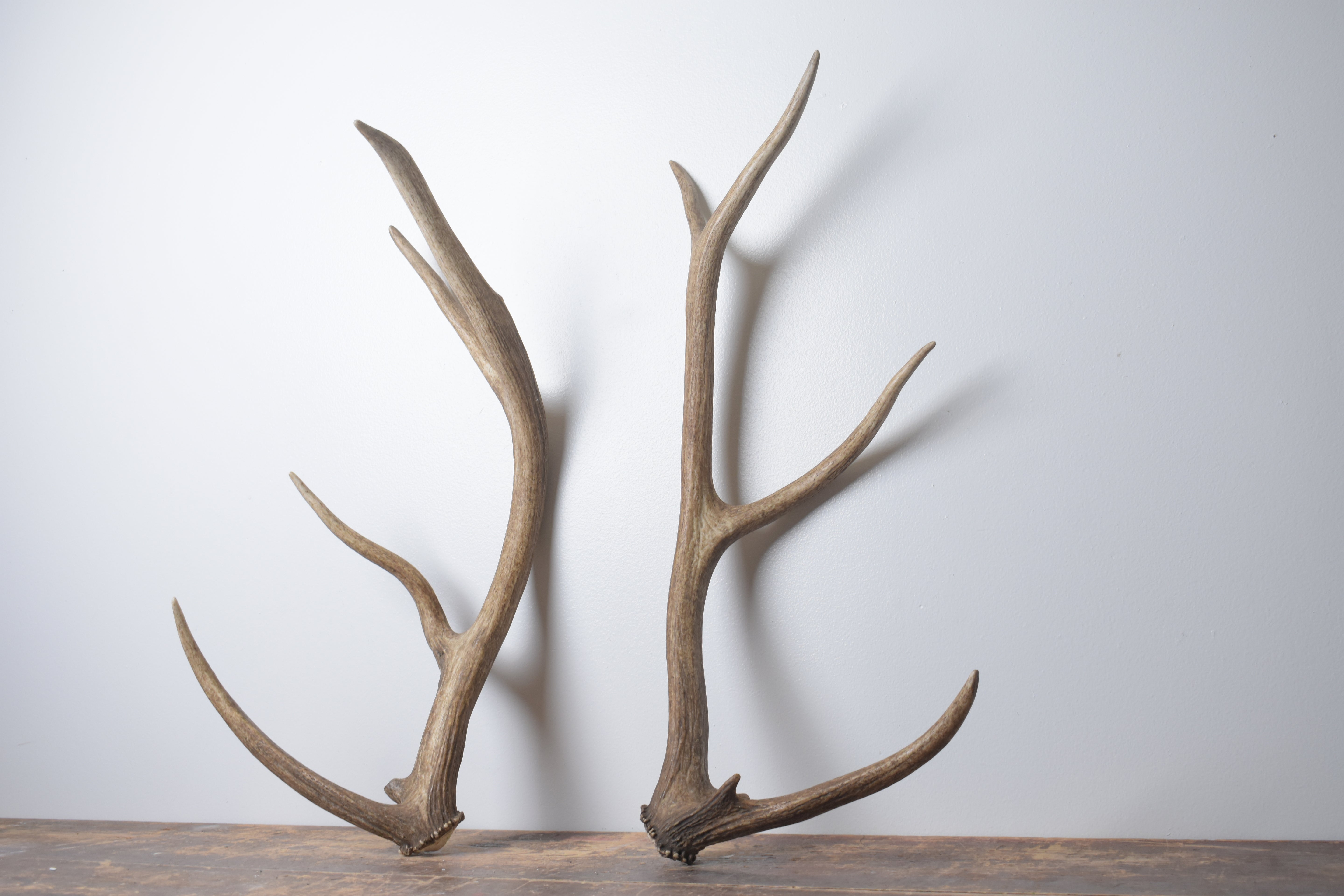 Elk Antler Set | Small | 151