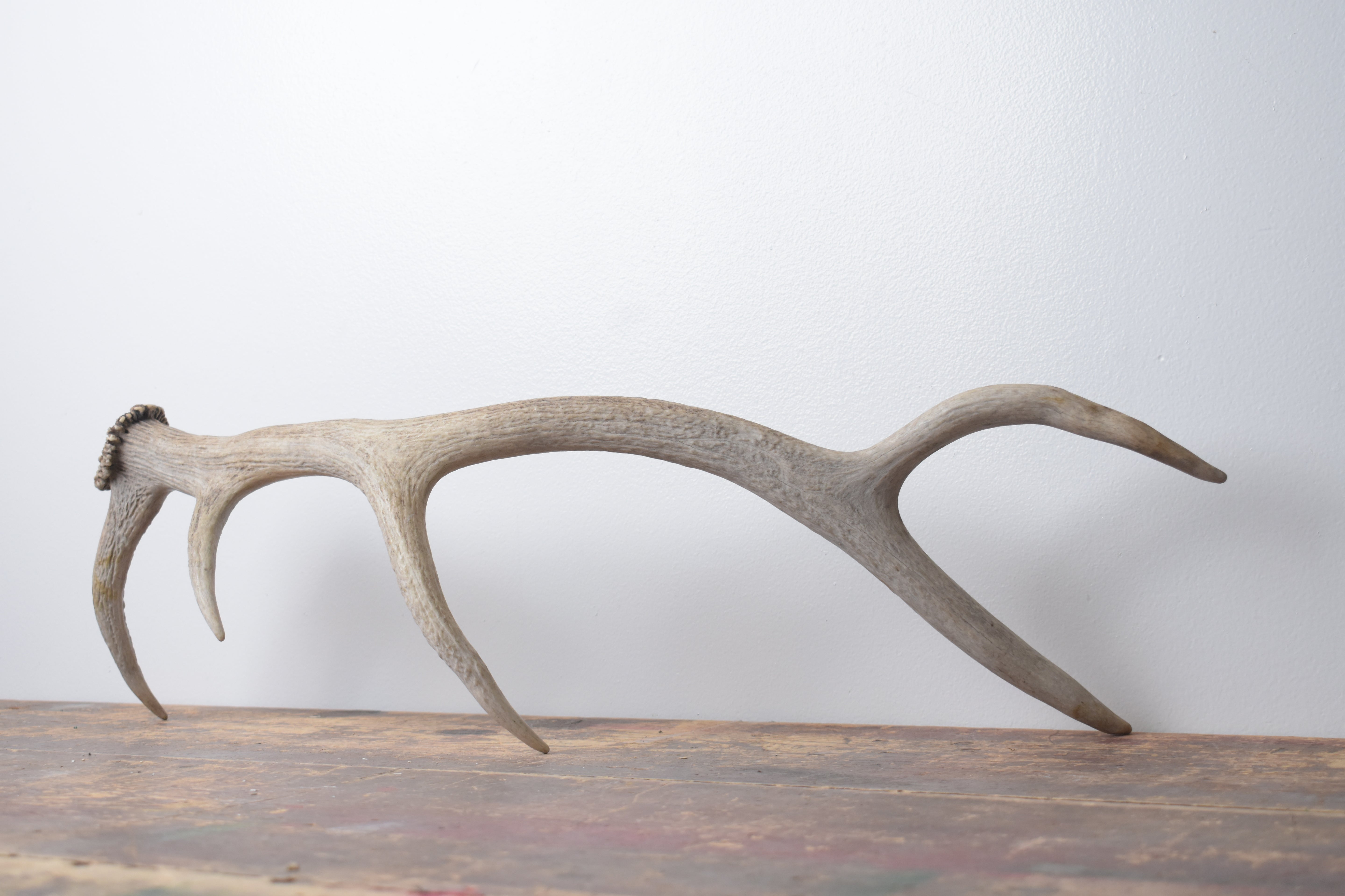 Elk Antler | Small Size | 152