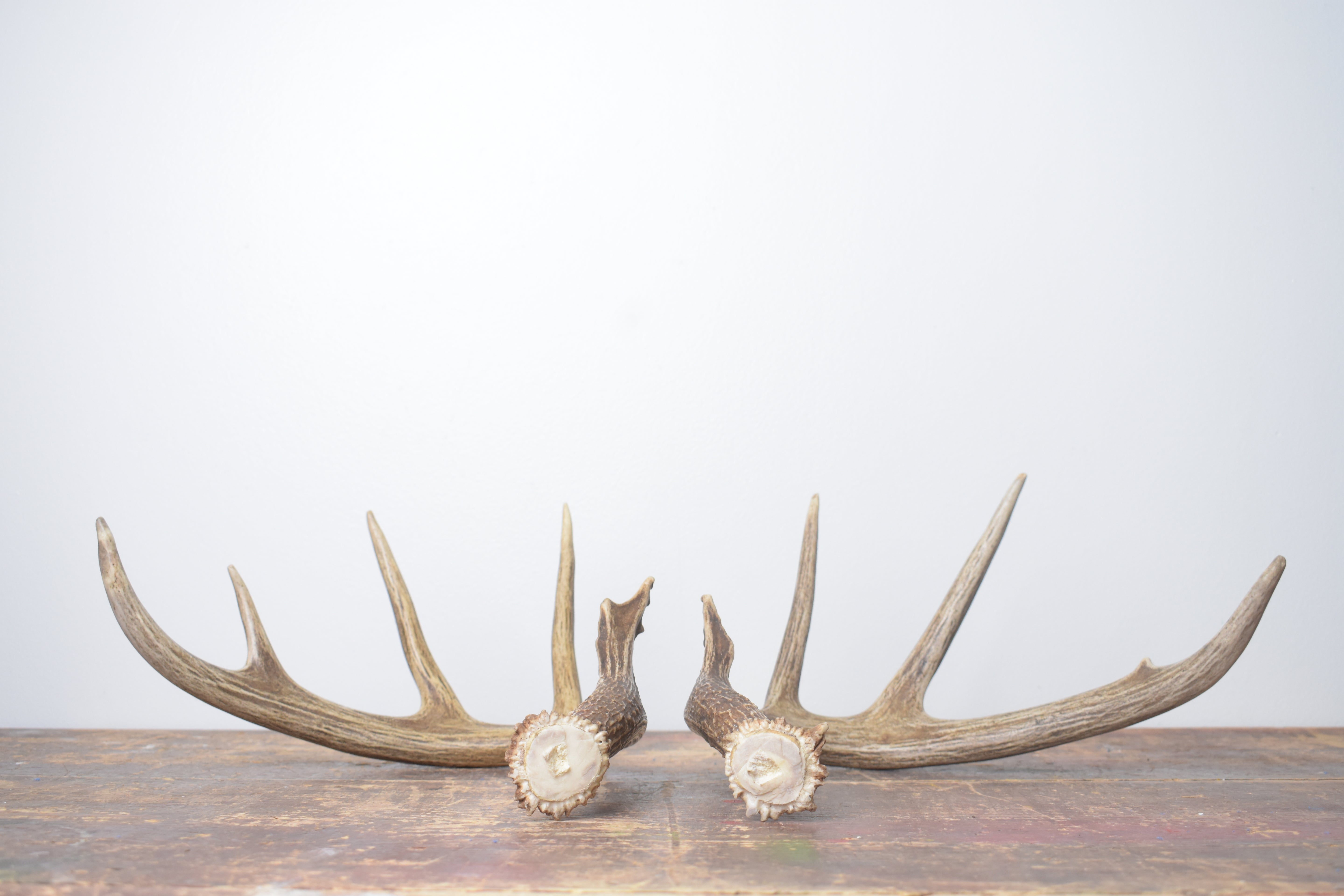 Whitetail Deer Antler Set | Large | 6