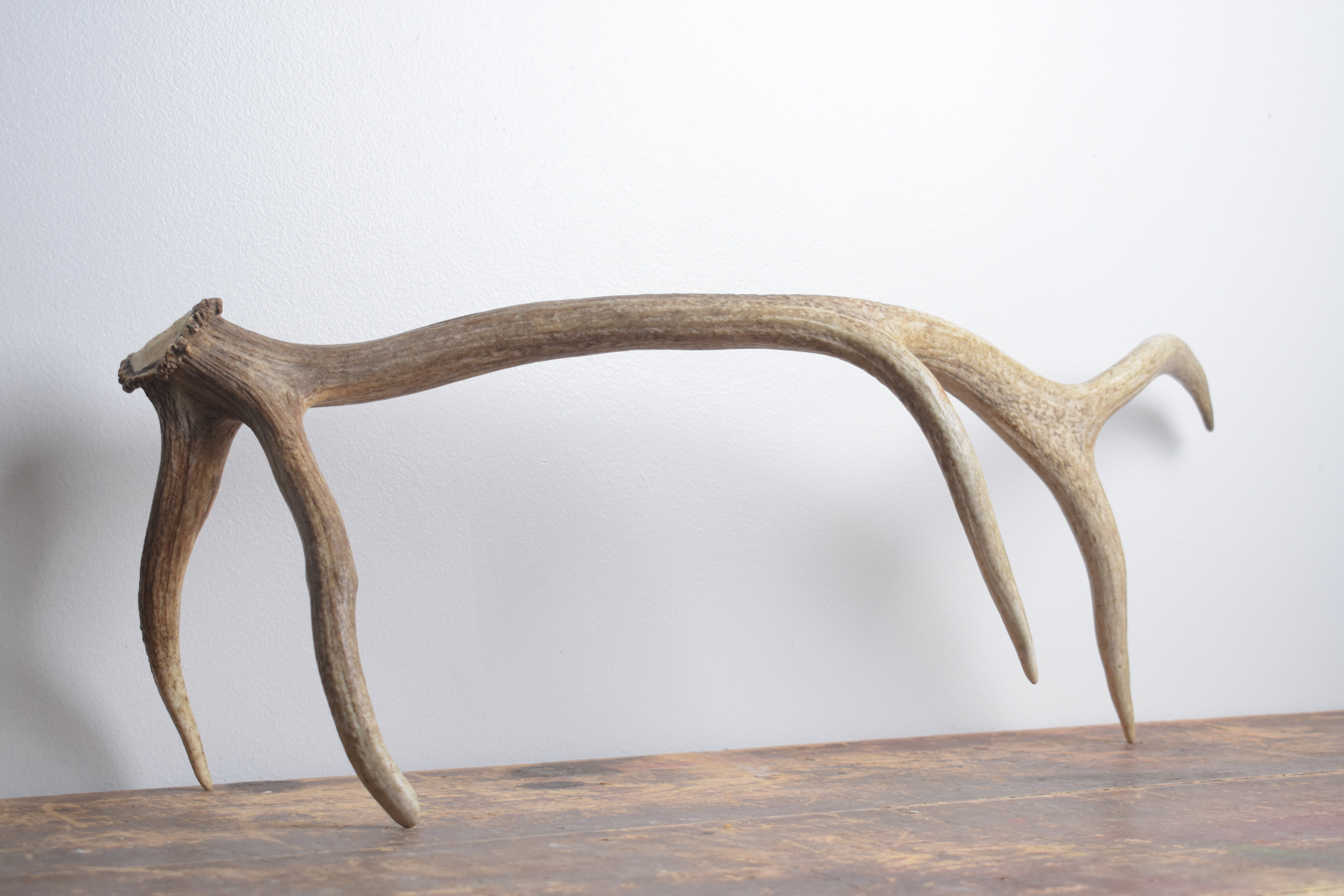 Elk Antler | Medium Size | 156