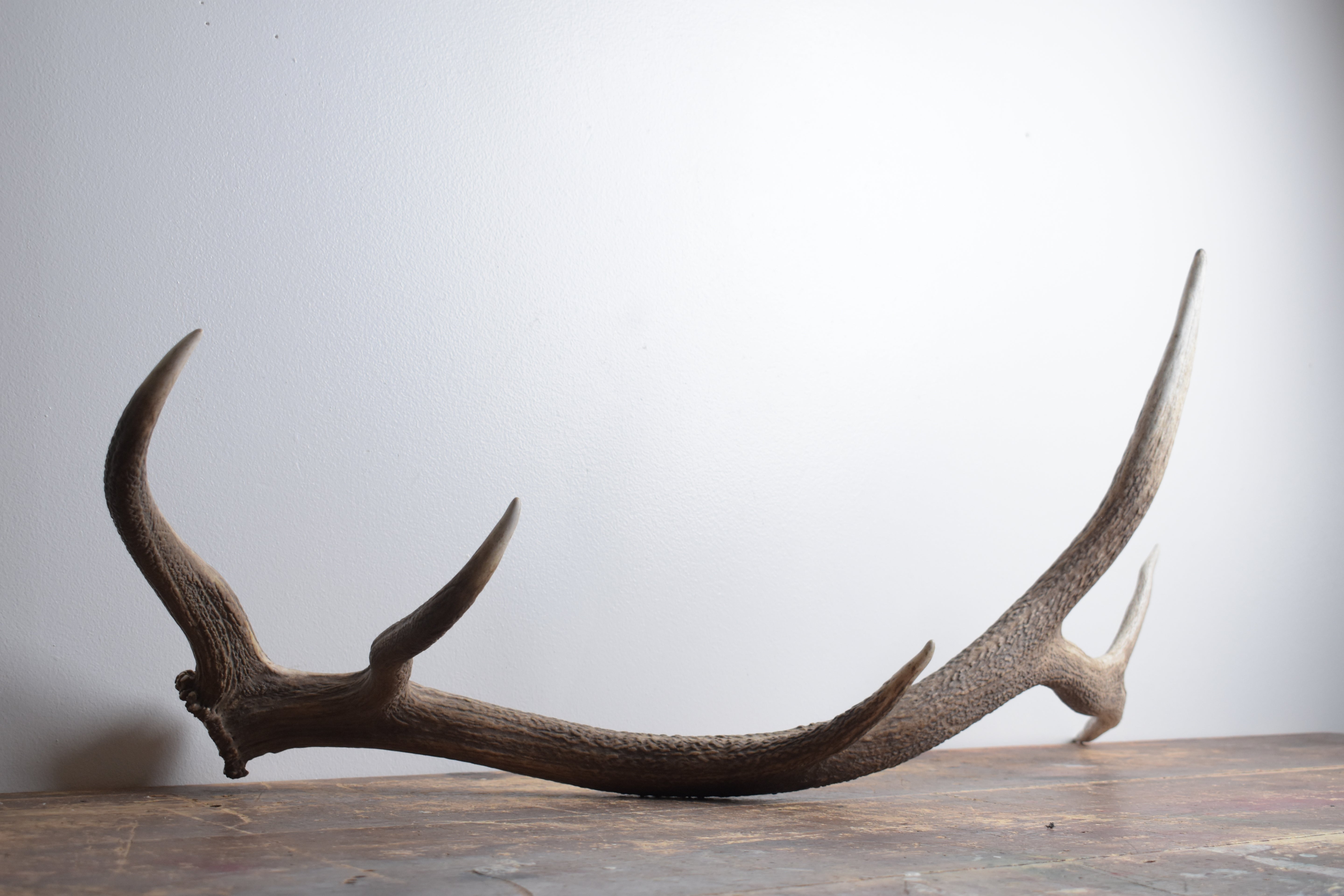 Elk Antler | Large Size | 169