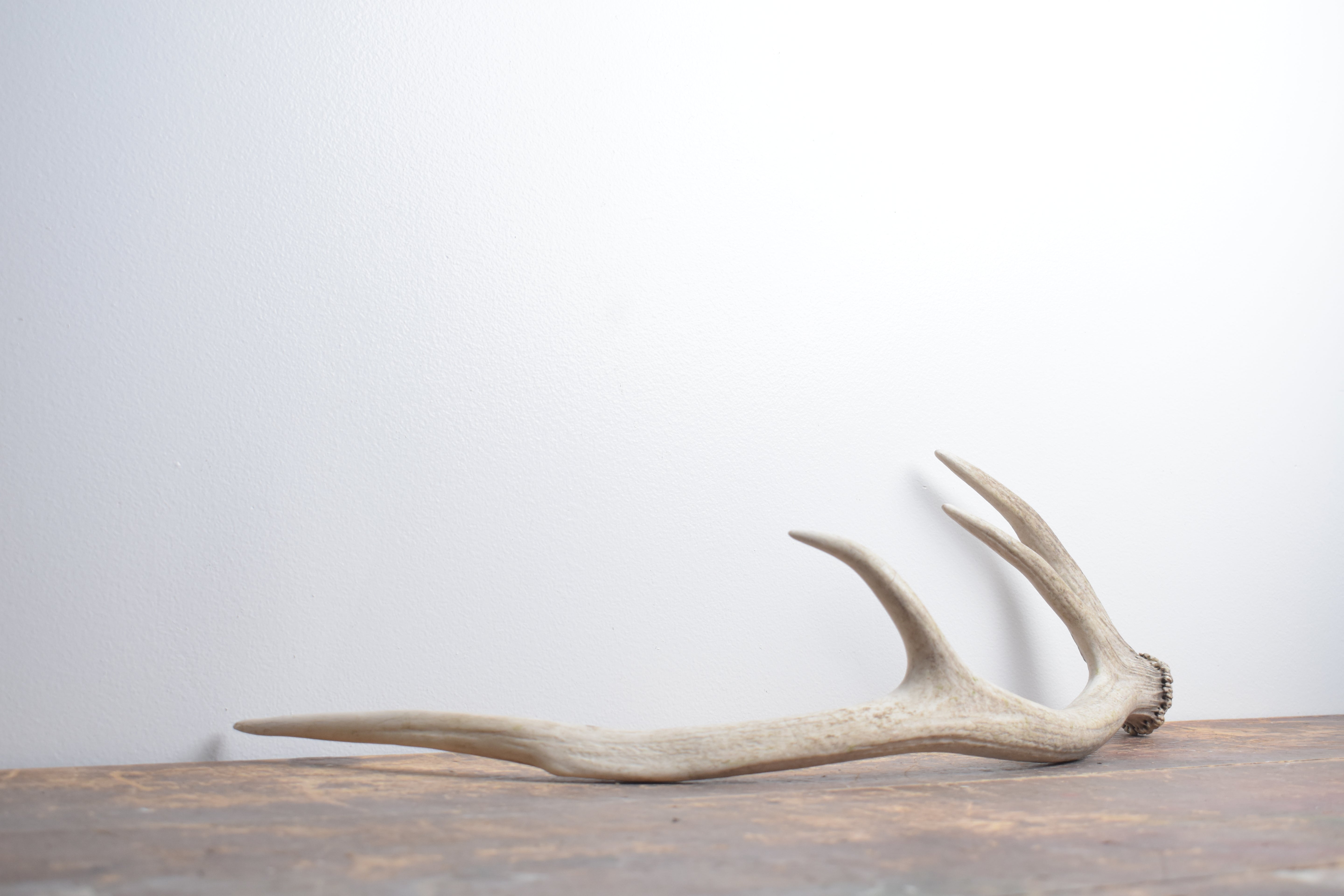 Elk Antler | Small Size | 143