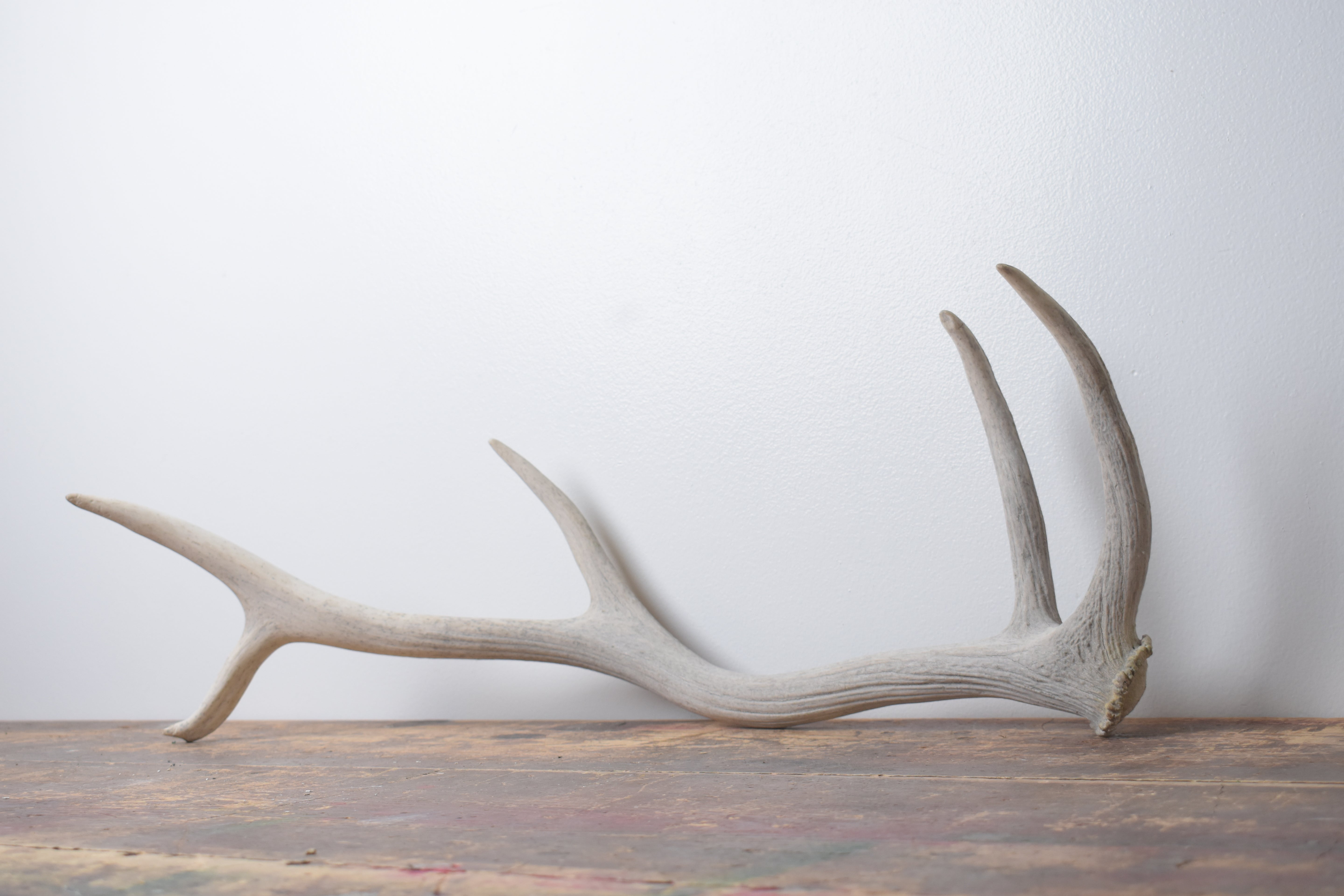 Elk Antler | Small Size | 132