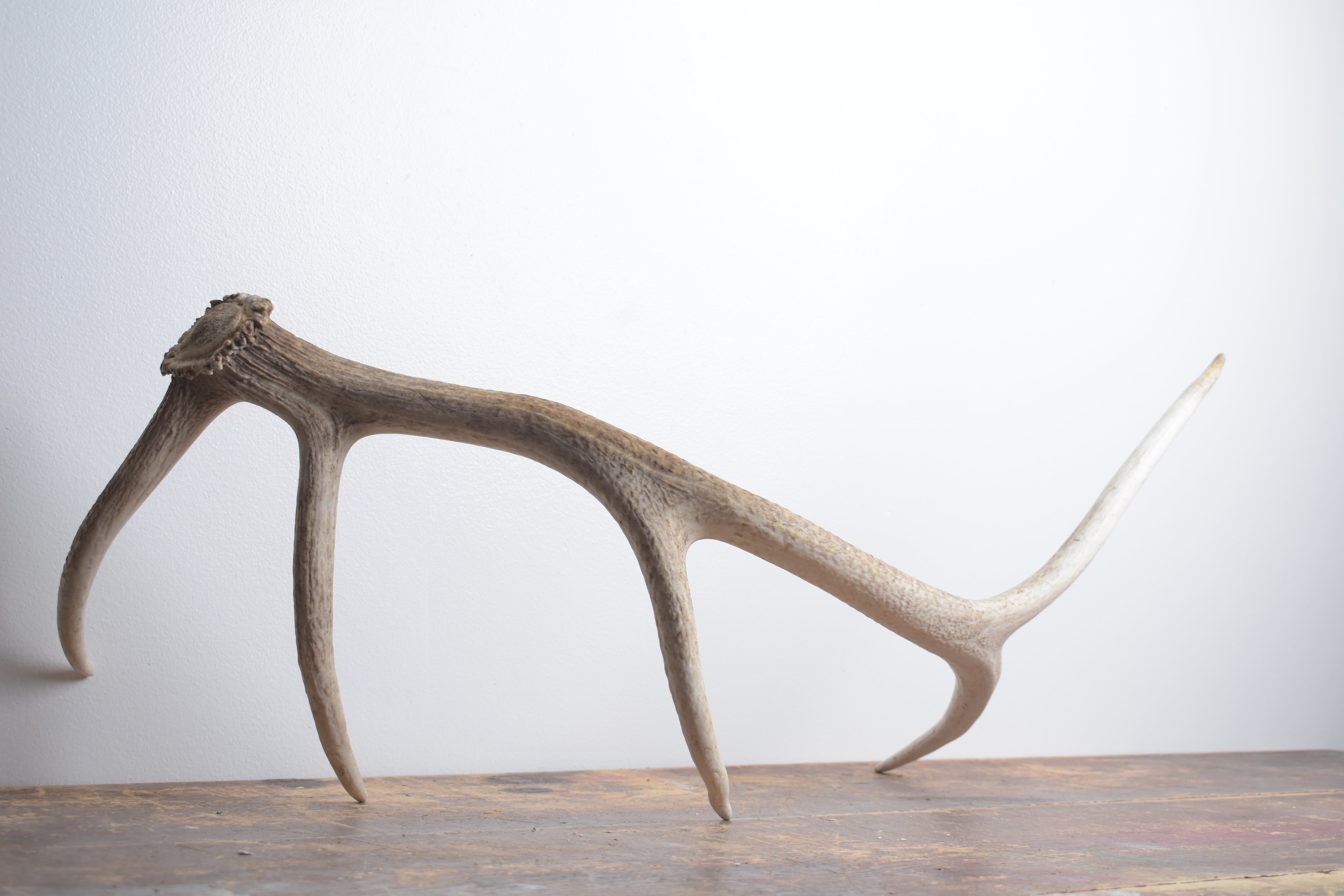 Elk Antler | Medium Size | 121