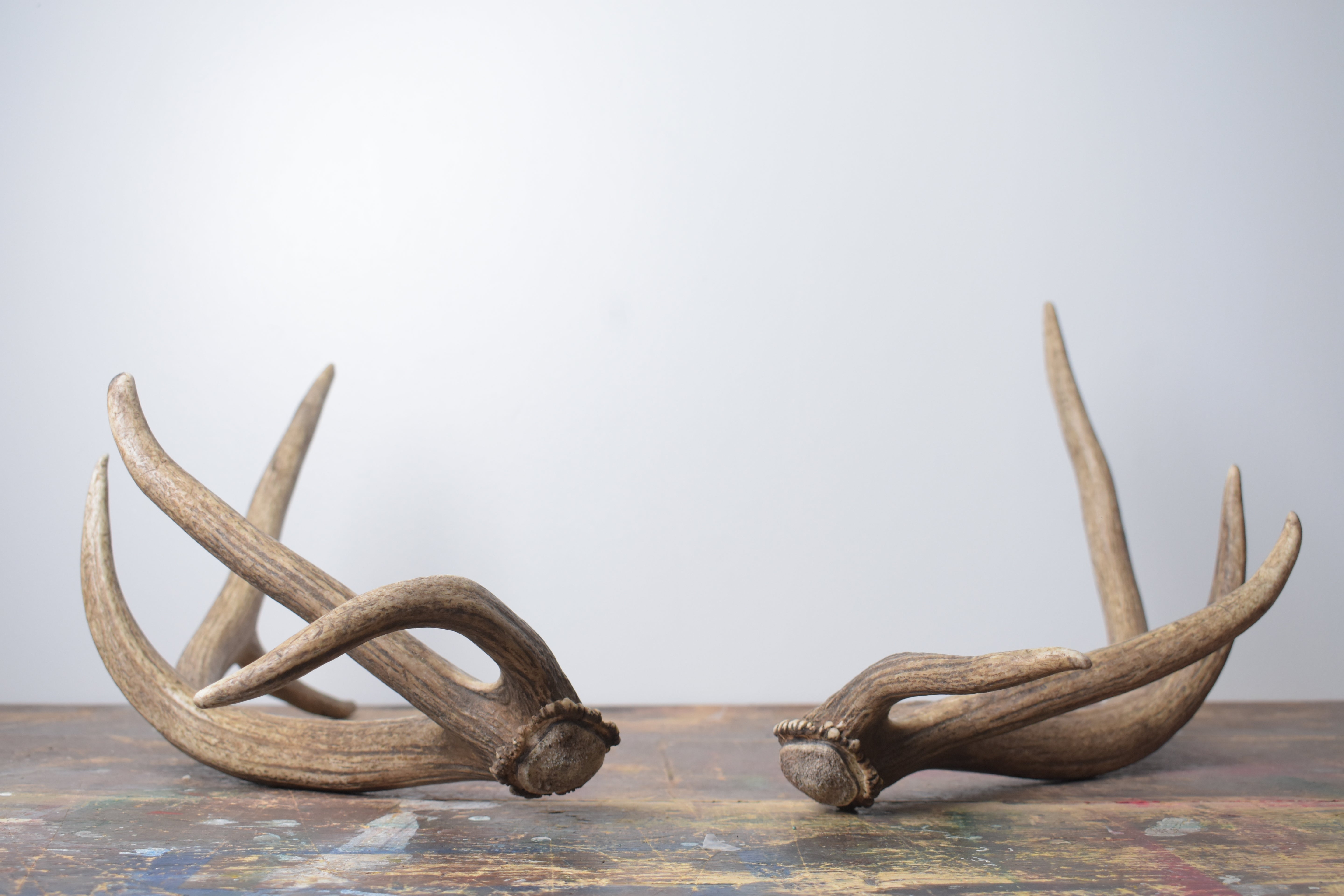 Elk Antler Set | Small | 136