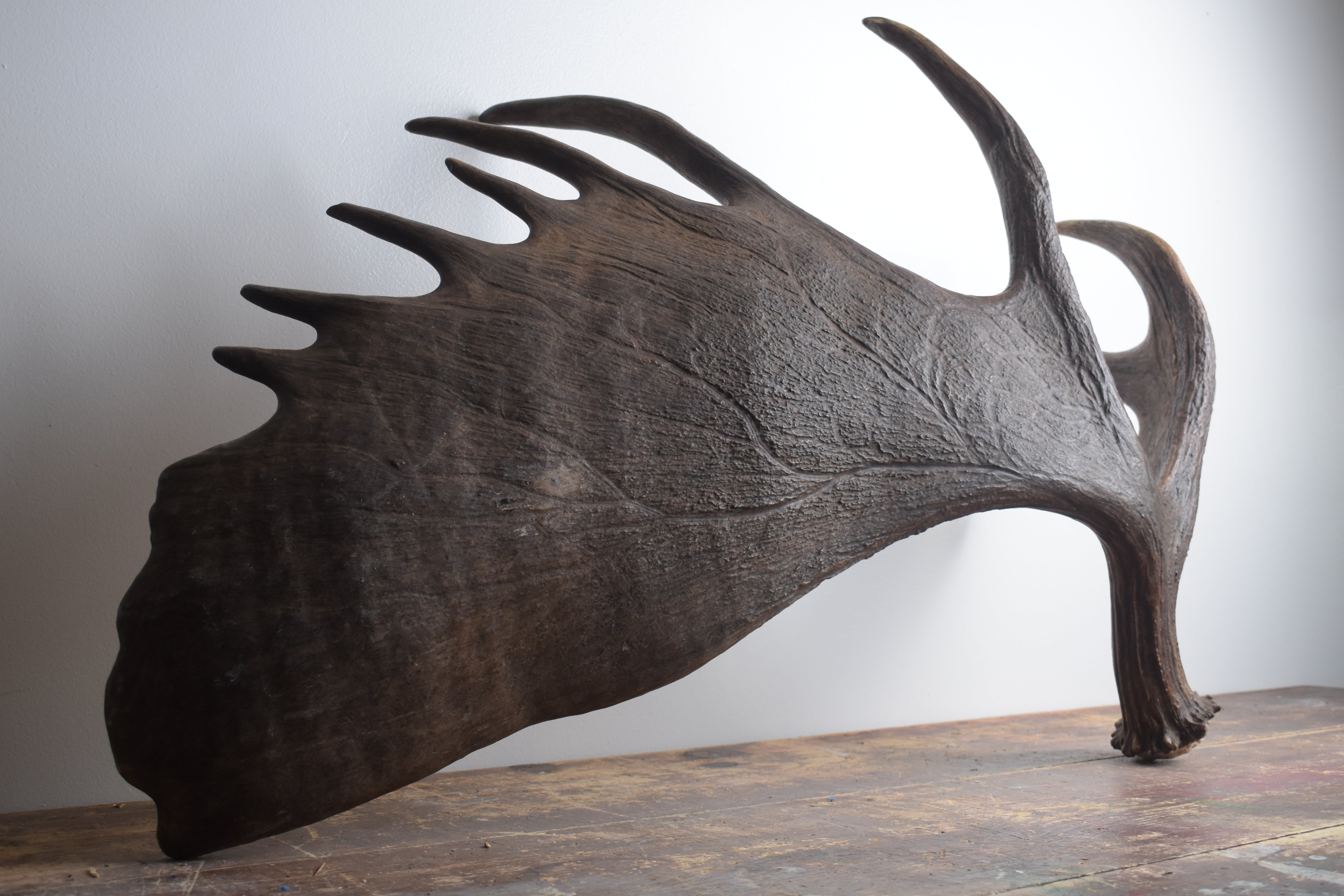 Moose Antler | Extra-Large | 13