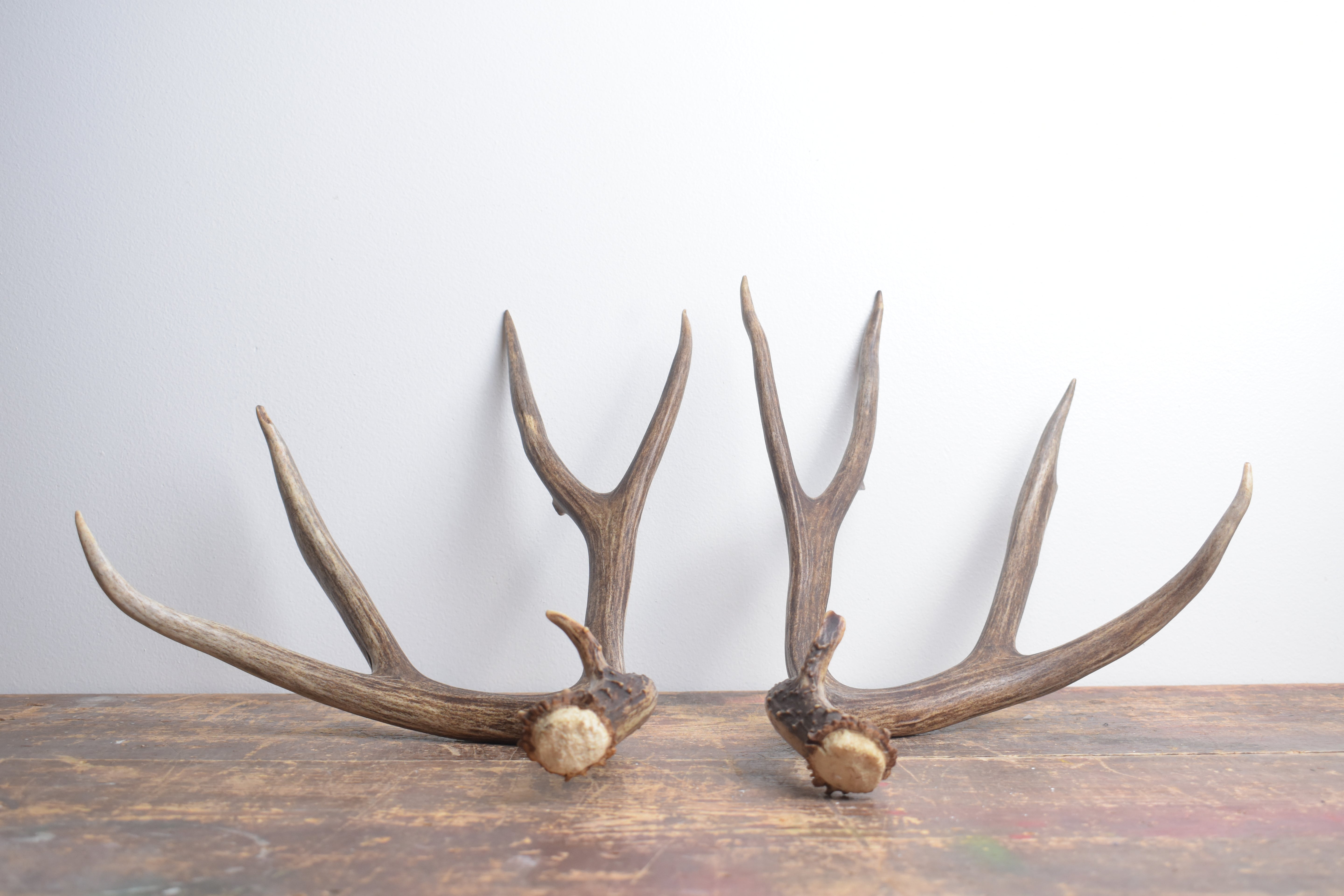 Mule Deer Antler Set | Large | 2