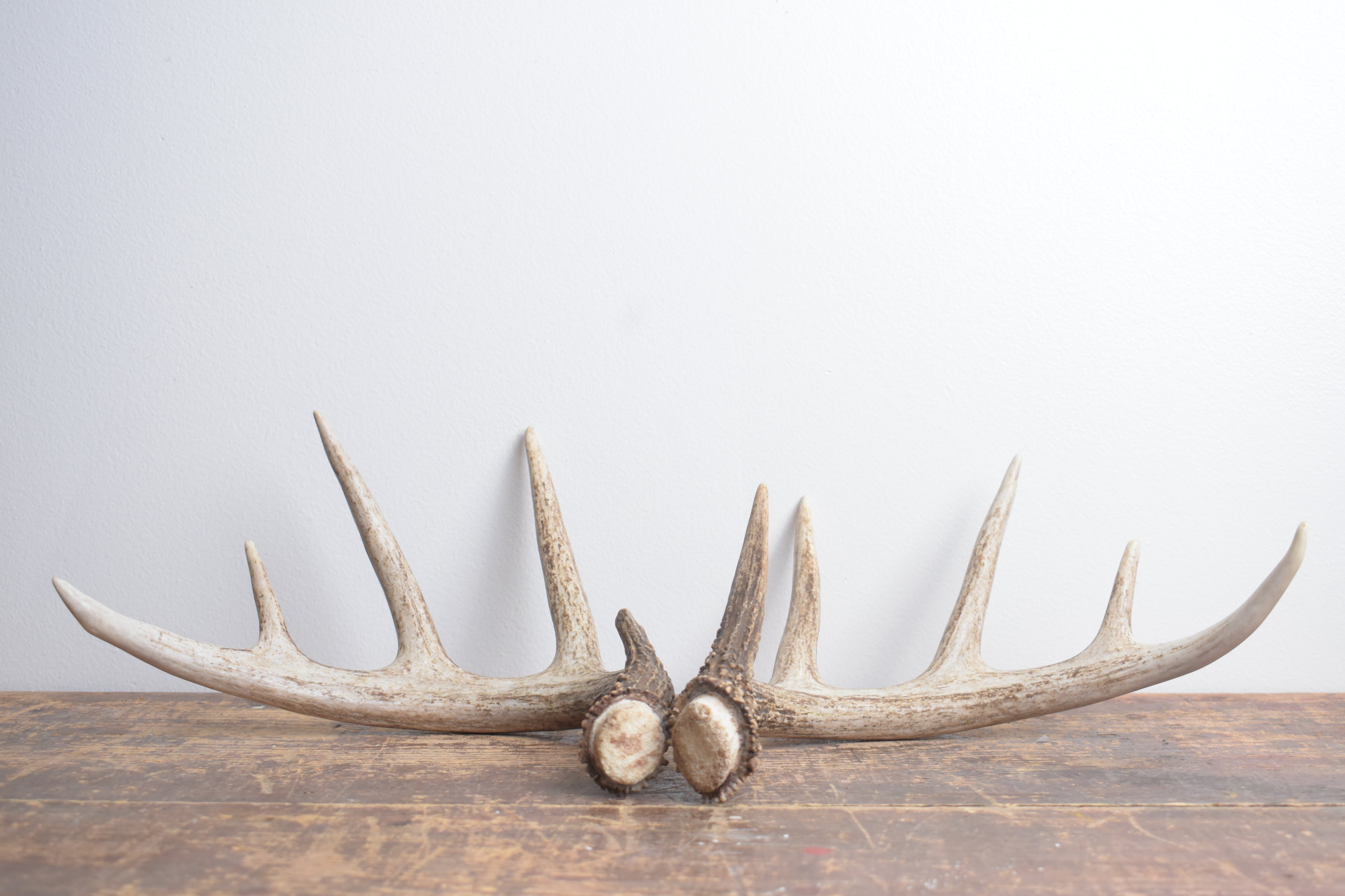 Whitetail Deer Antler Set | Medium | 2