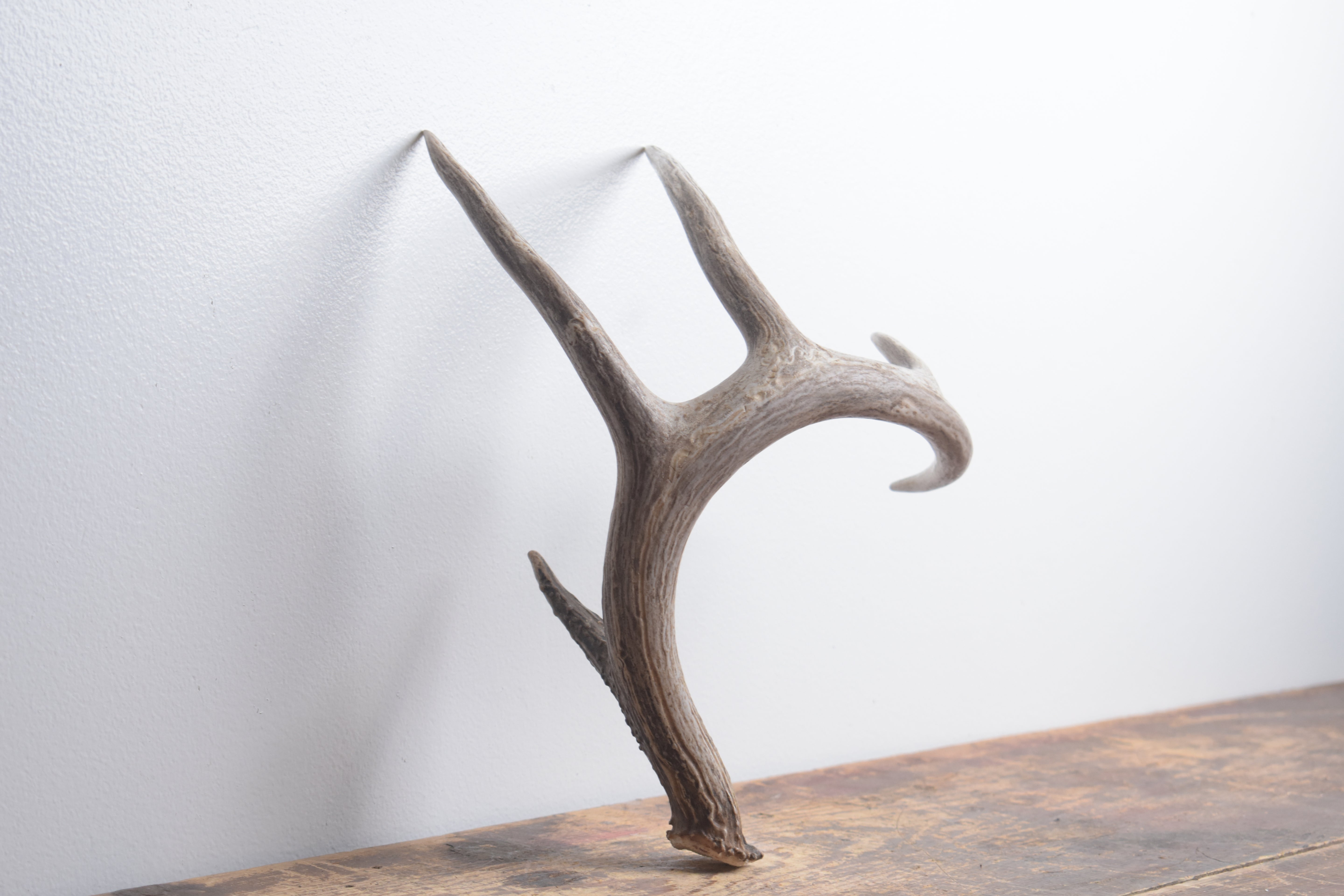 Whitetail Deer Antler | Medium Size | 5