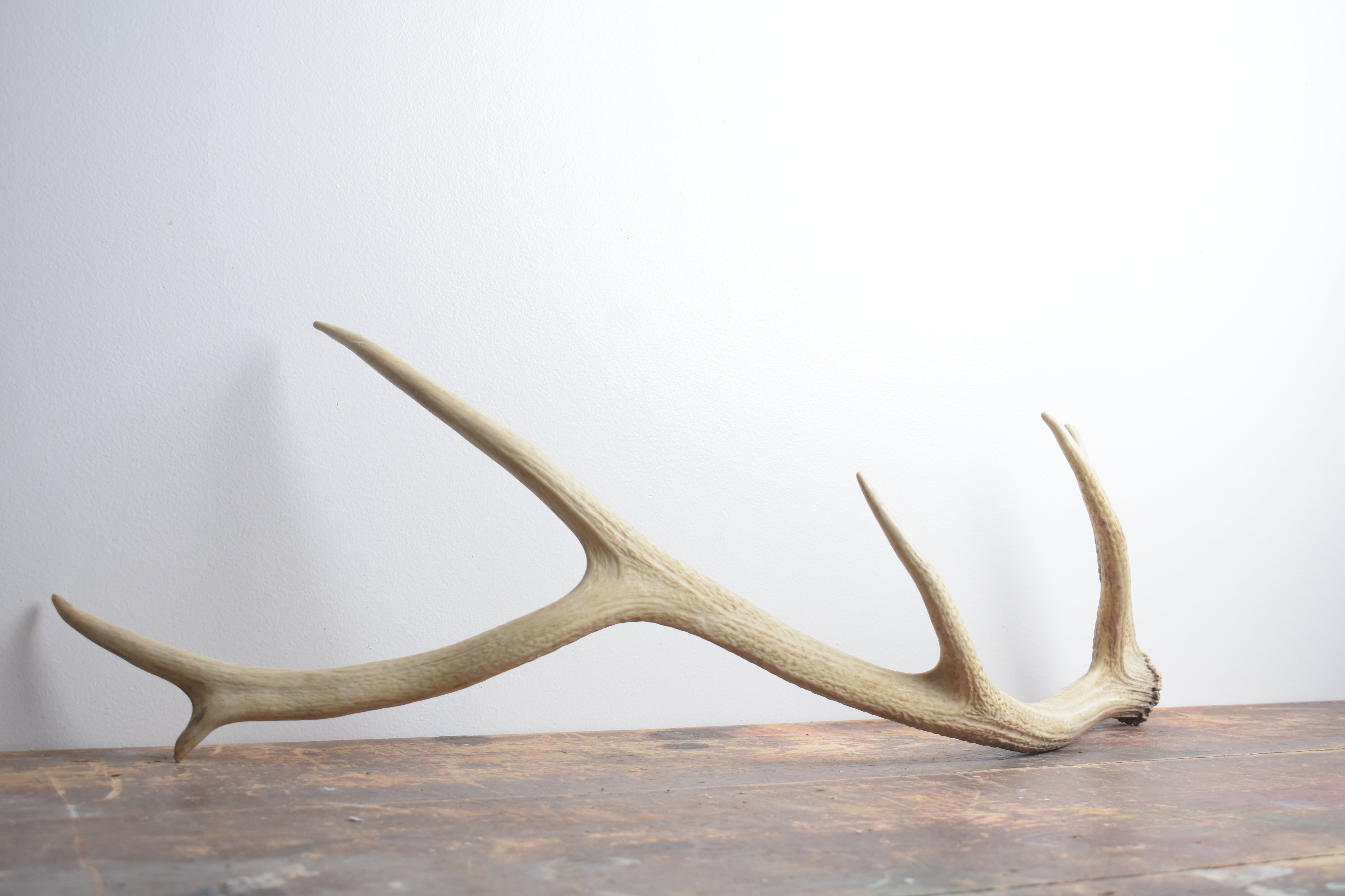 Elk Antler | Medium Size | 128