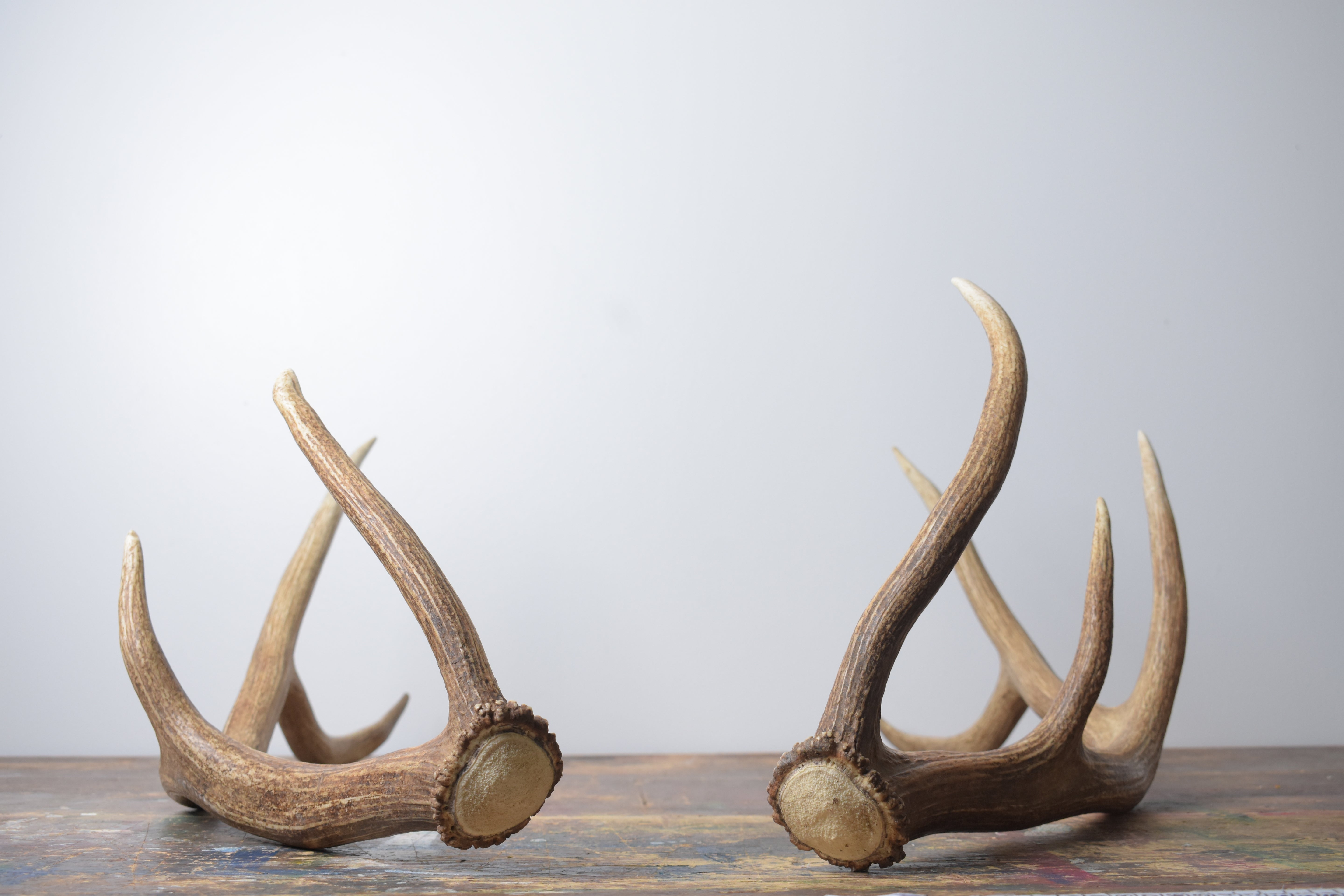 Elk Antler Set | Medium | 153
