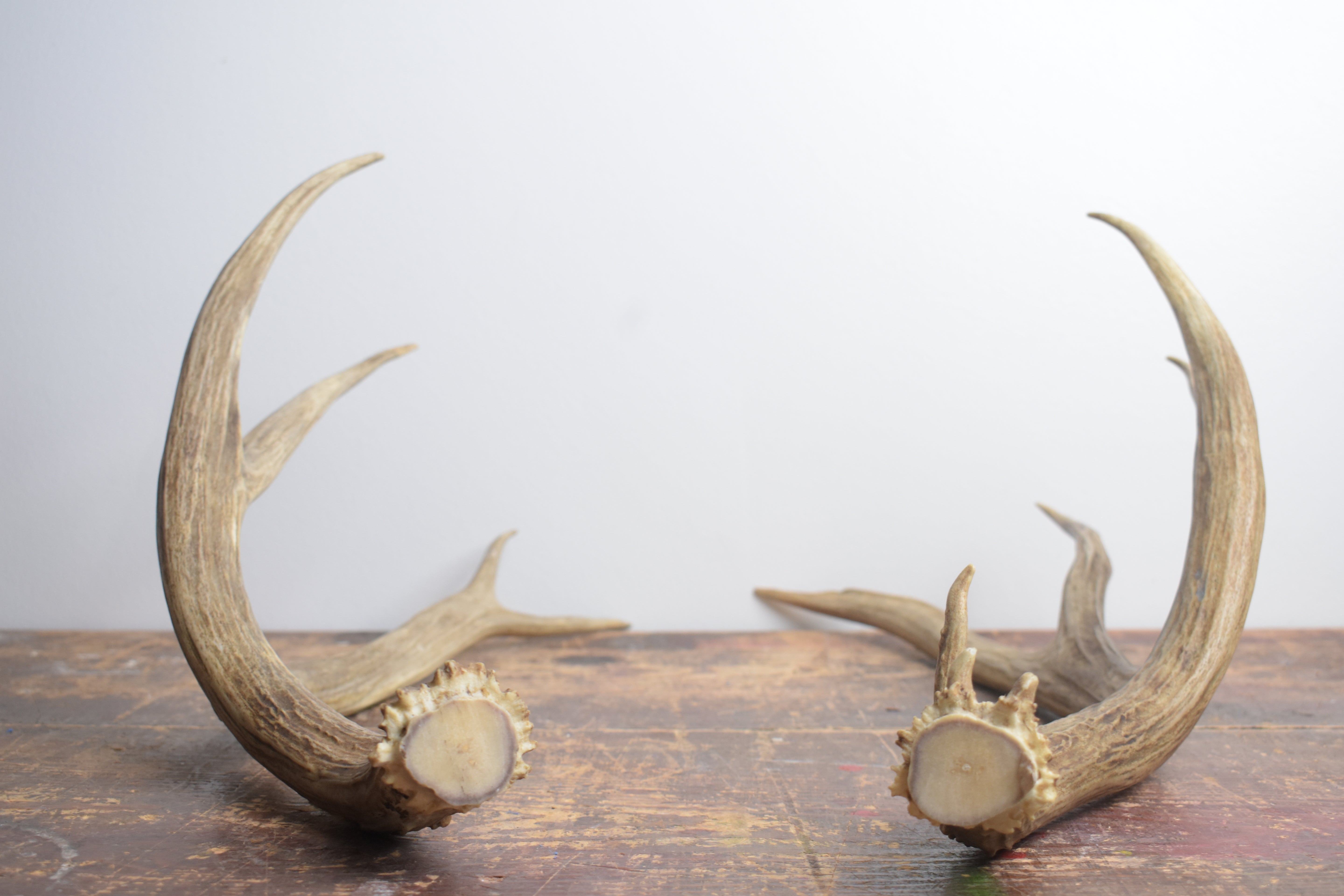 Mule Deer Antler Set | Large | 66