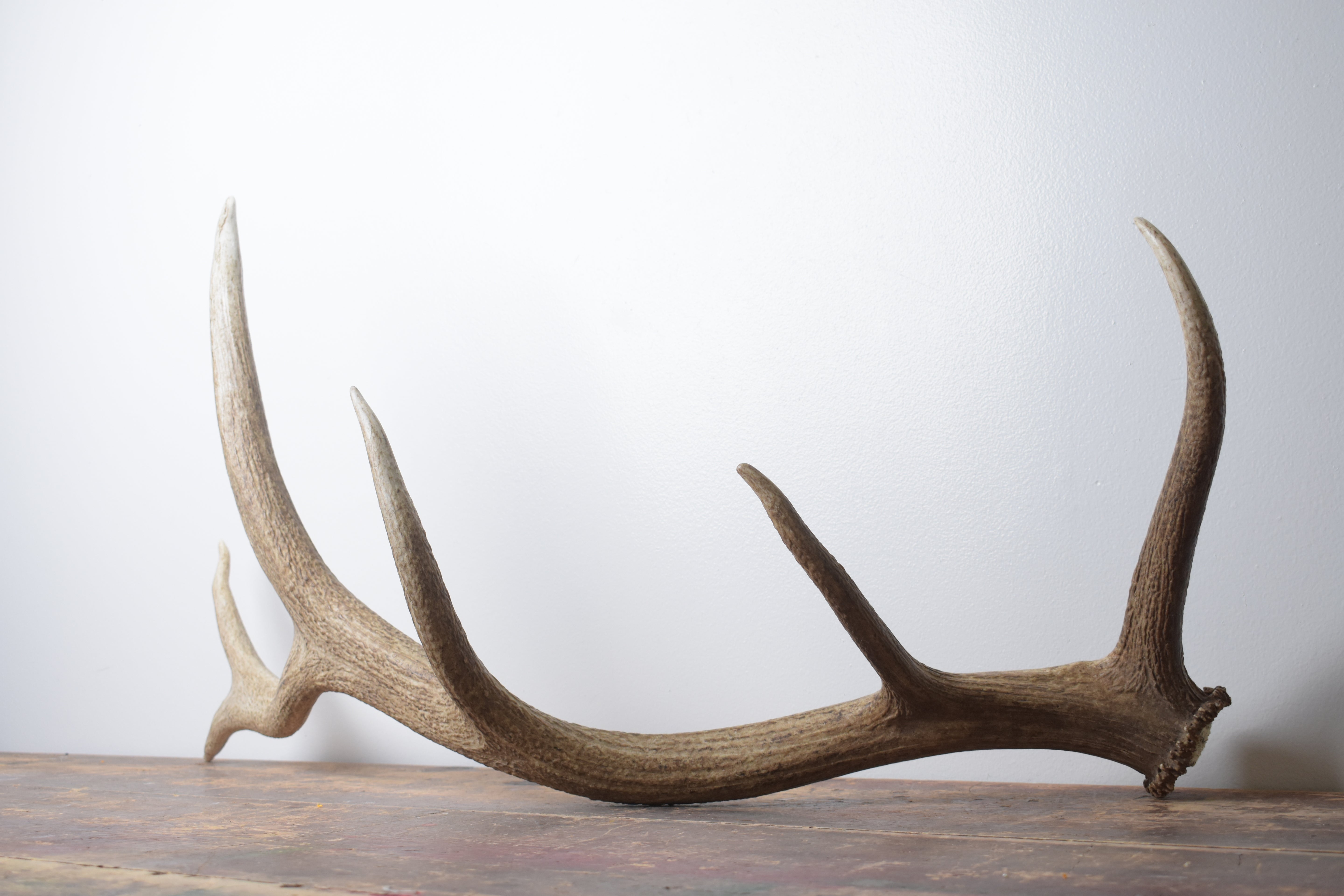 Elk Antler | Large Size | 161