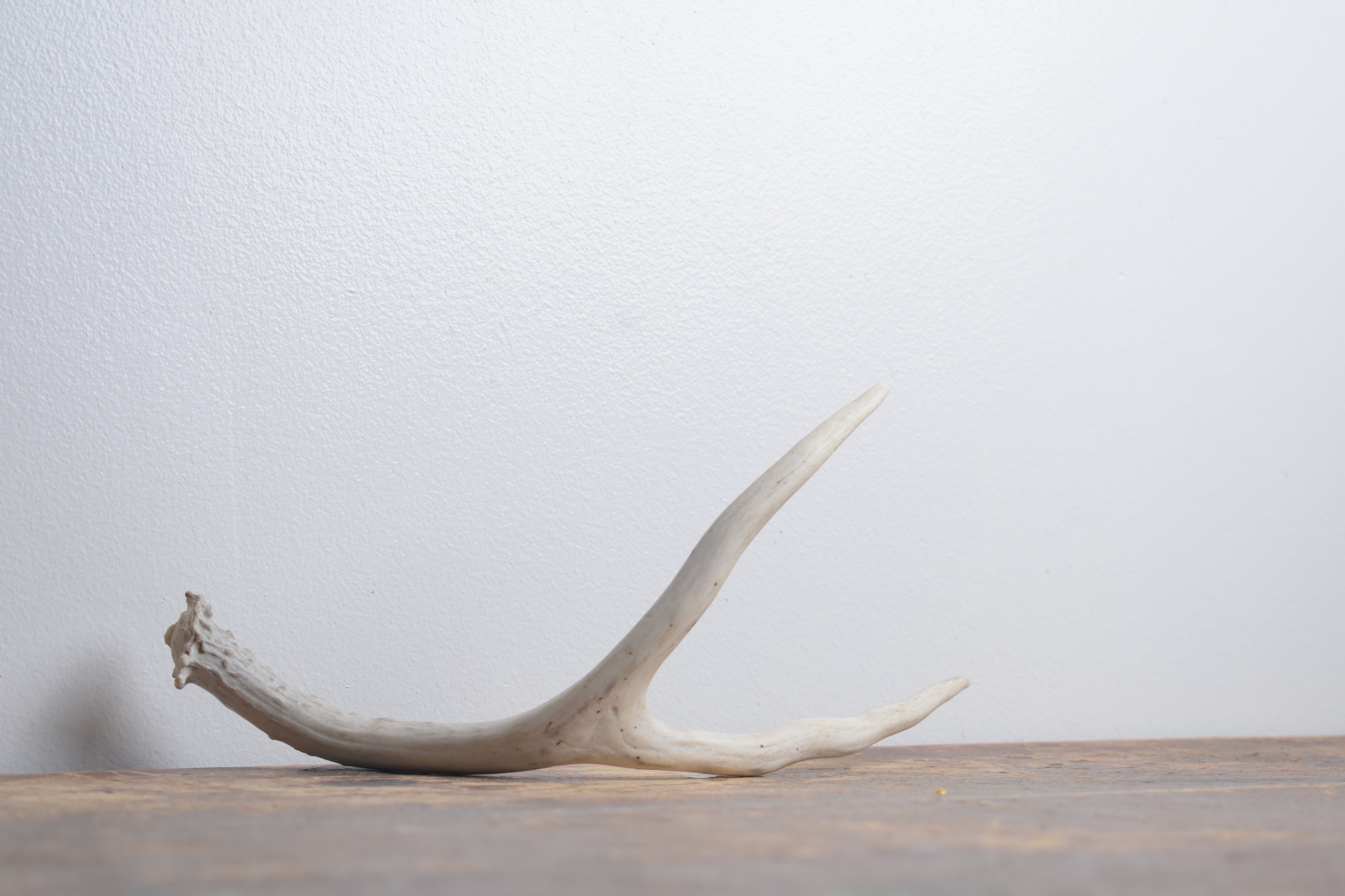Mule Deer Antler | Small Size | 65