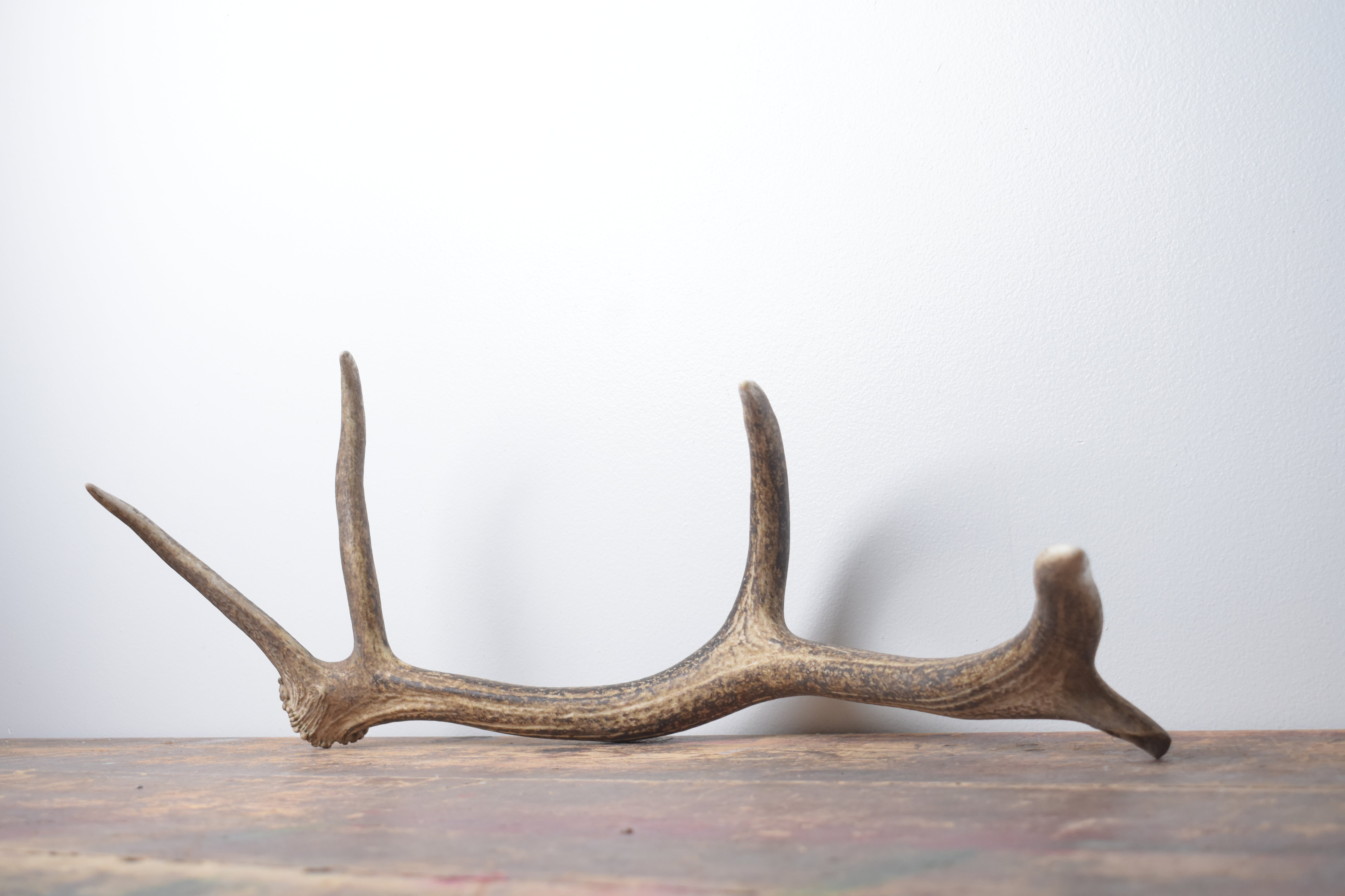 Elk Antler | Small Size | 139