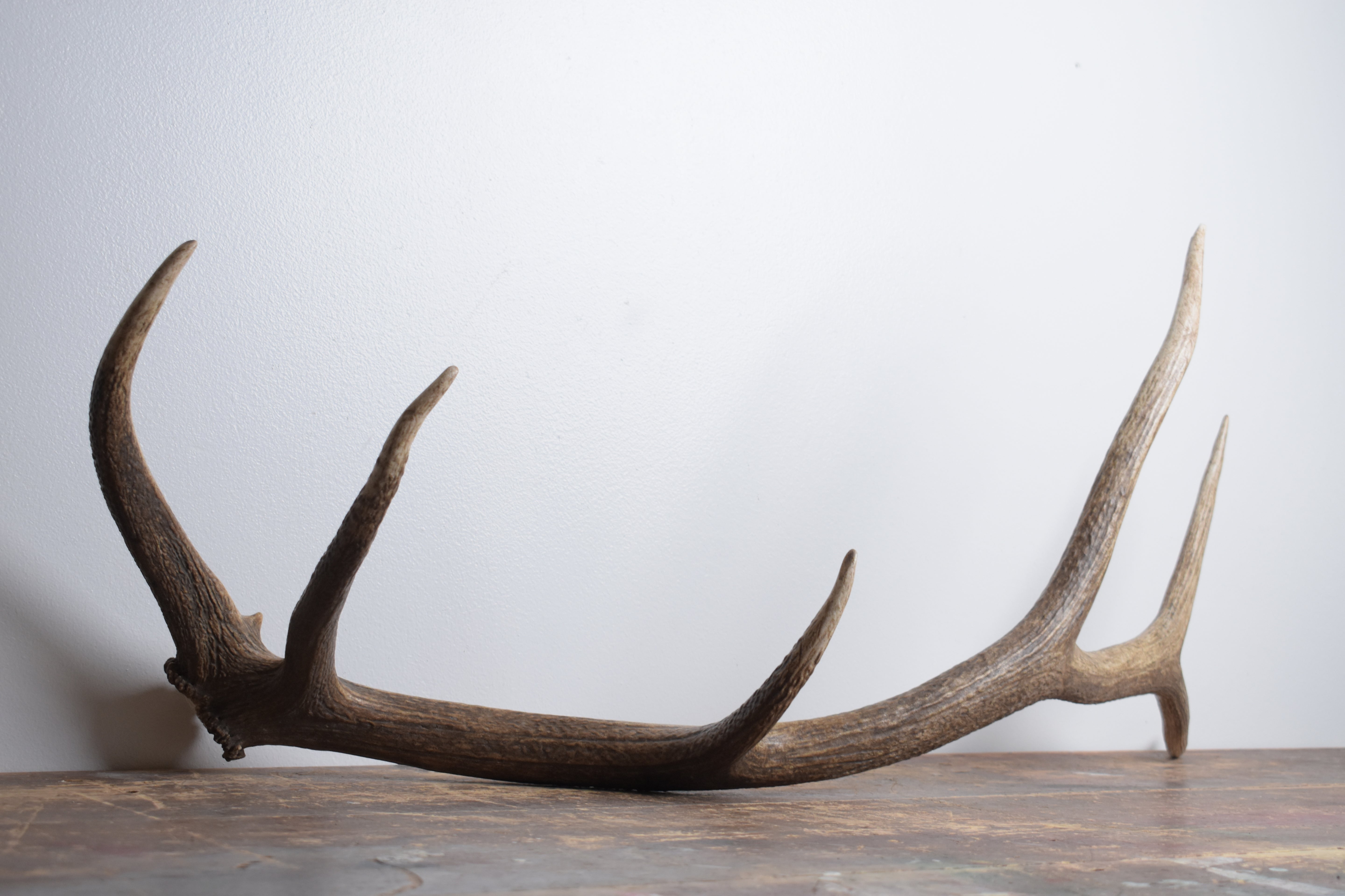 Elk Antler | Large Size | 170
