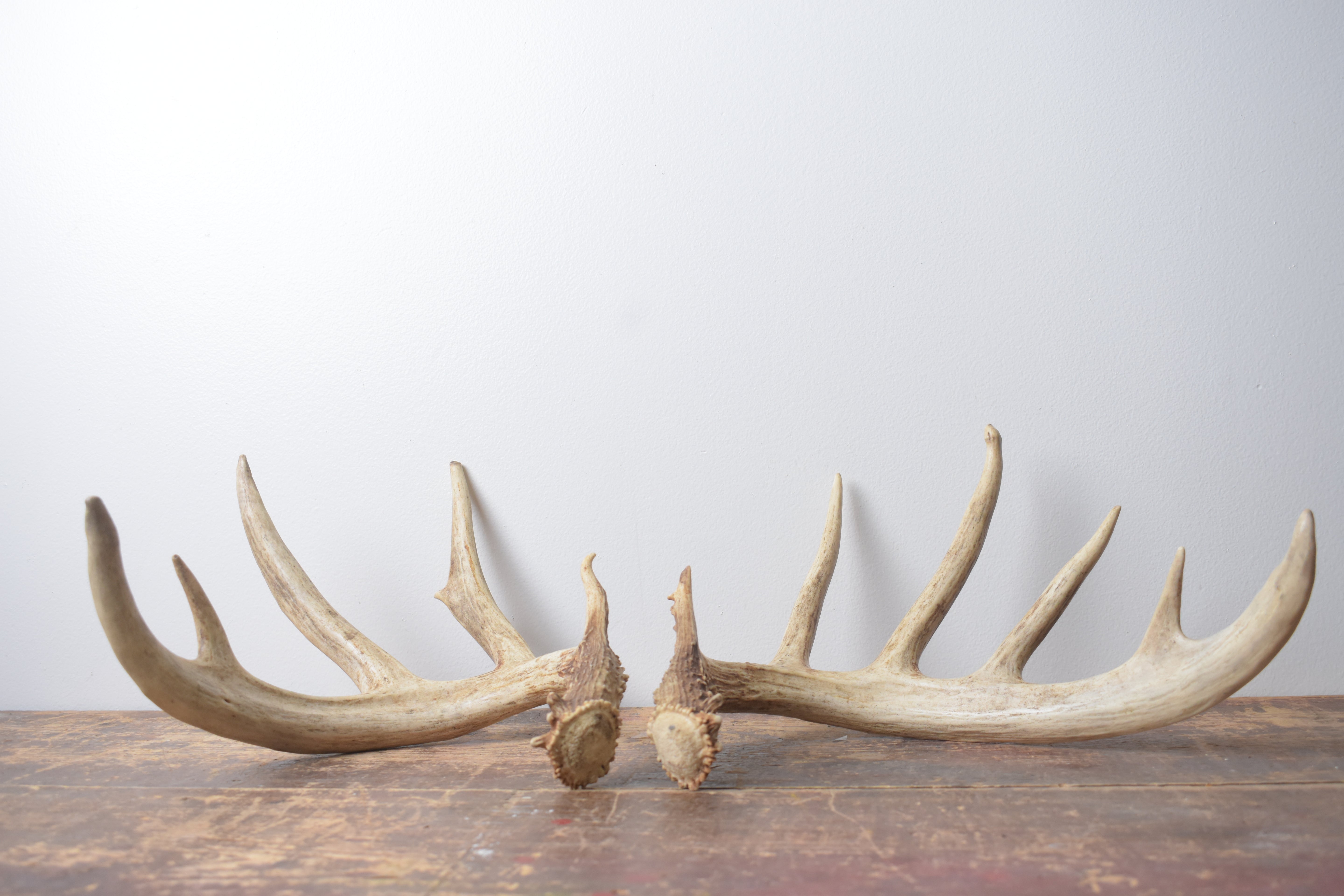 Whitetail Deer Antler Set | Large | 1