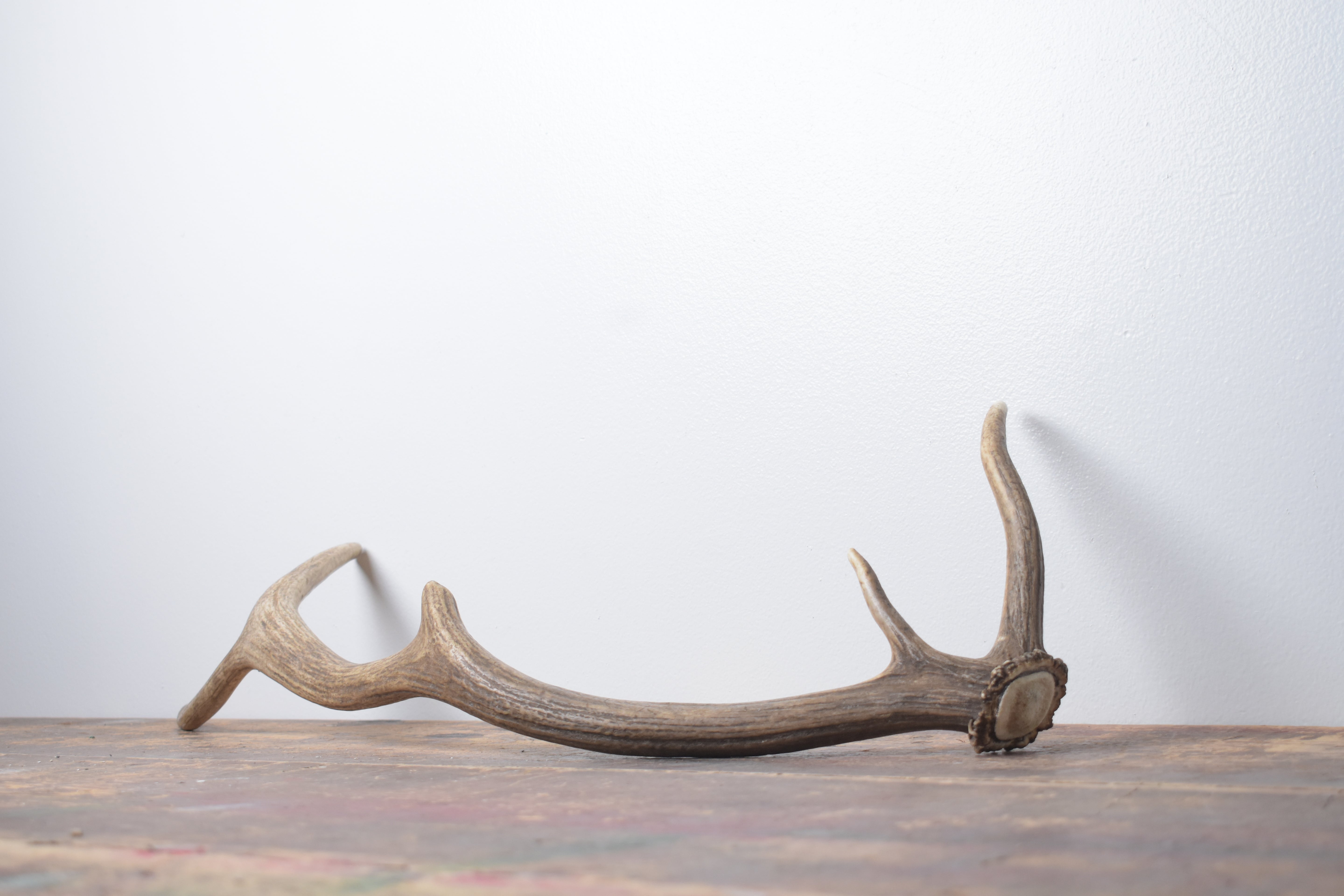 Elk Antler | Small Size | 150
