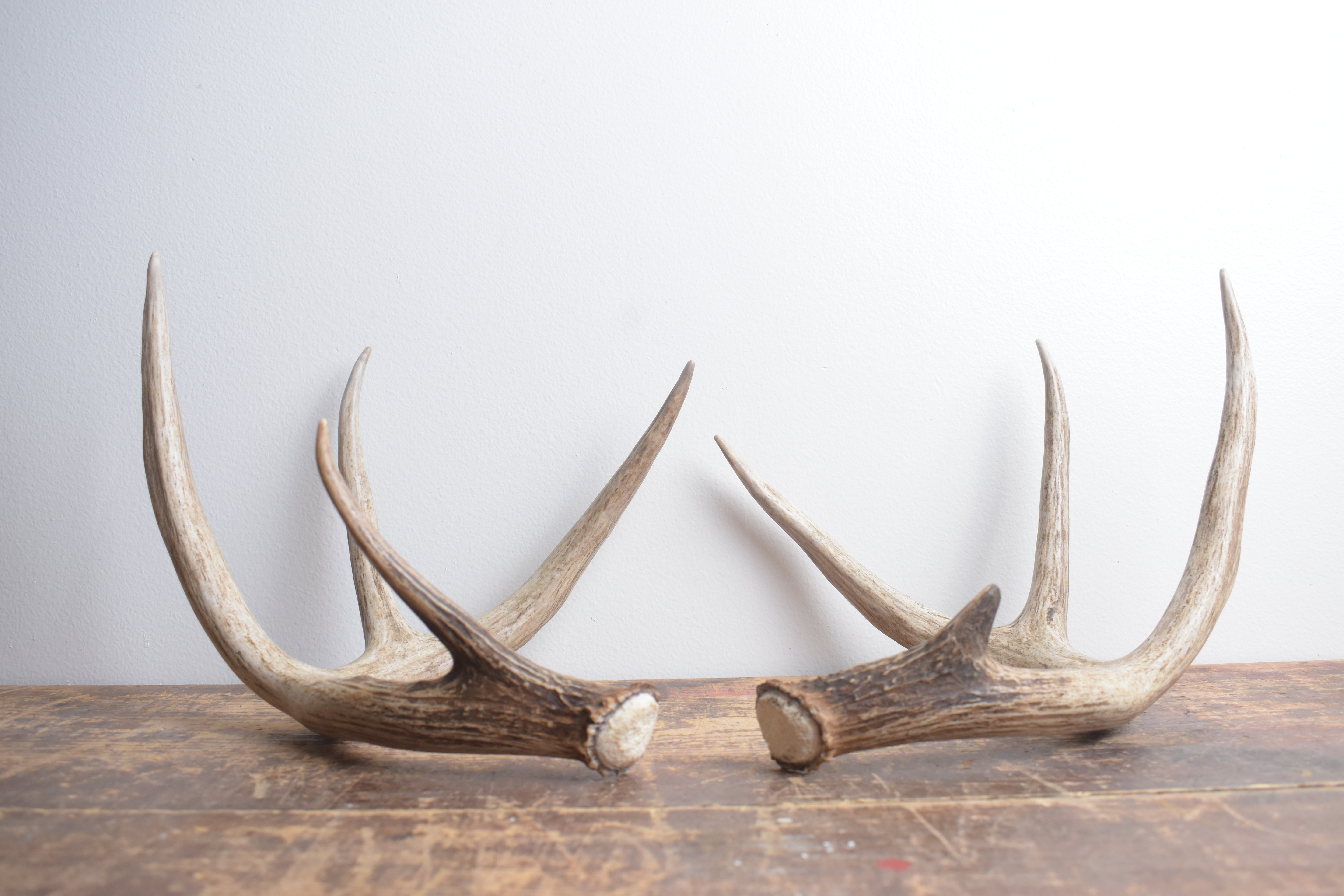 Whitetail Deer Antler Set | Large | 4