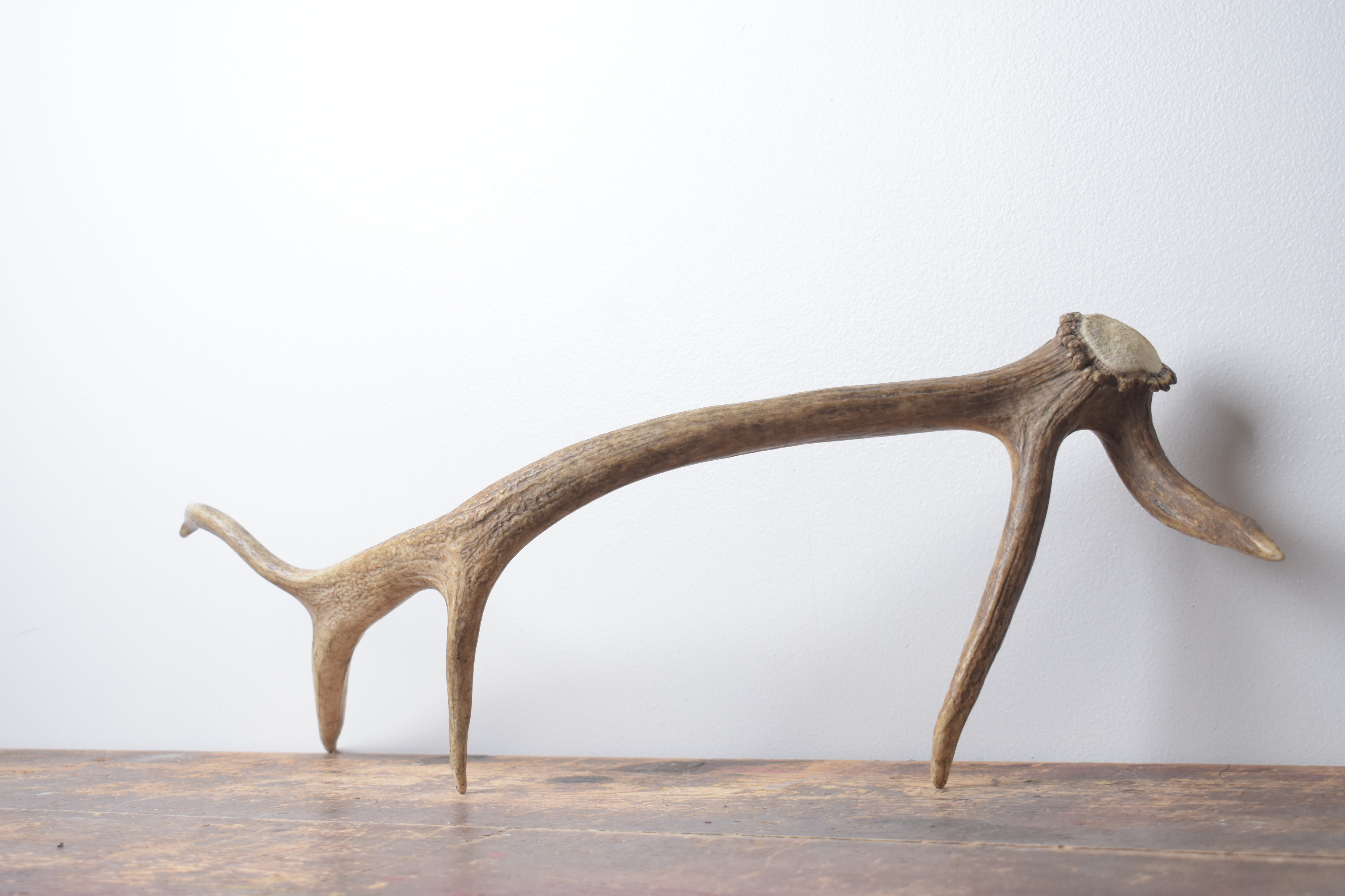 Elk Antler | Small Size | 138