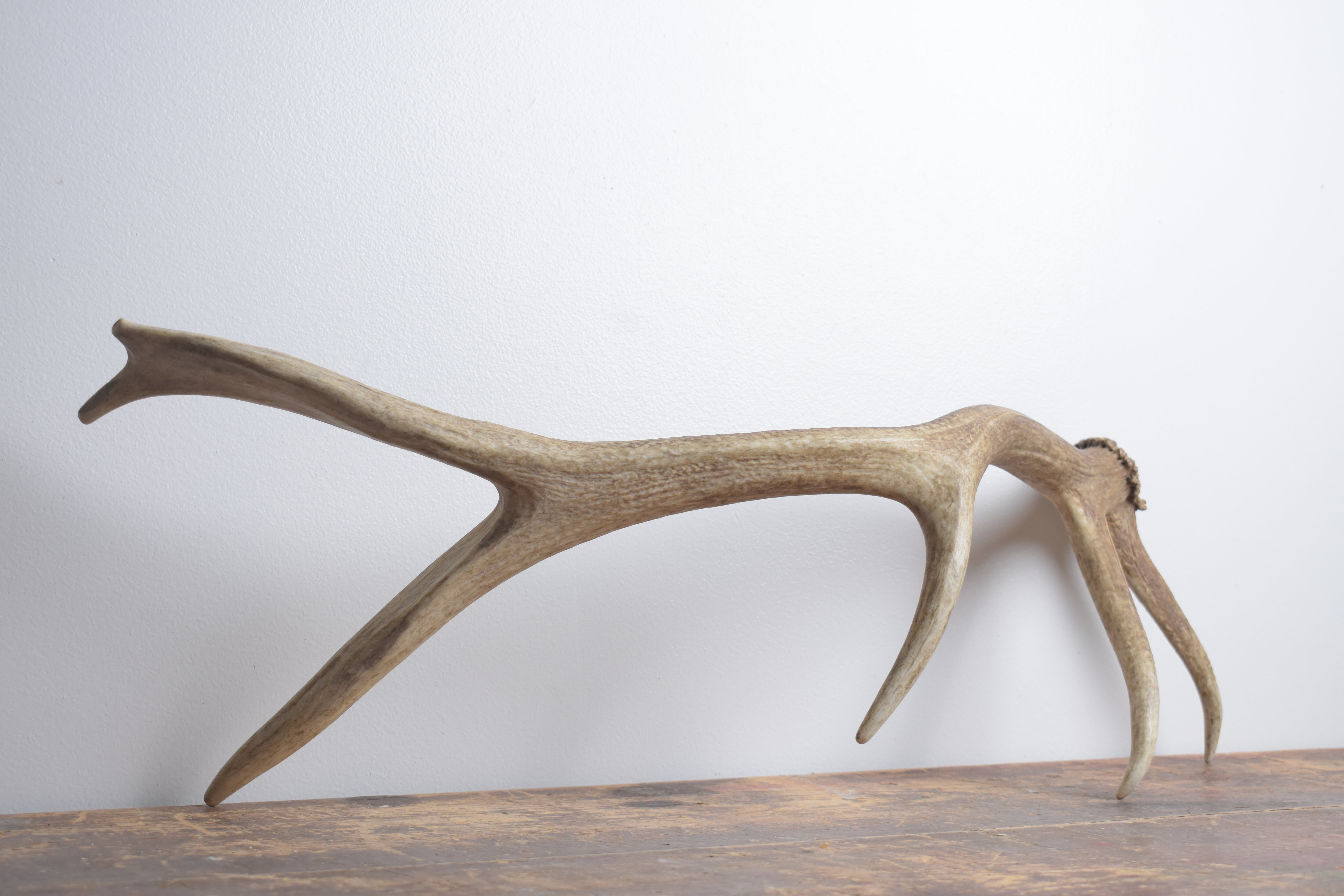 Elk Antler | Small Size | 158