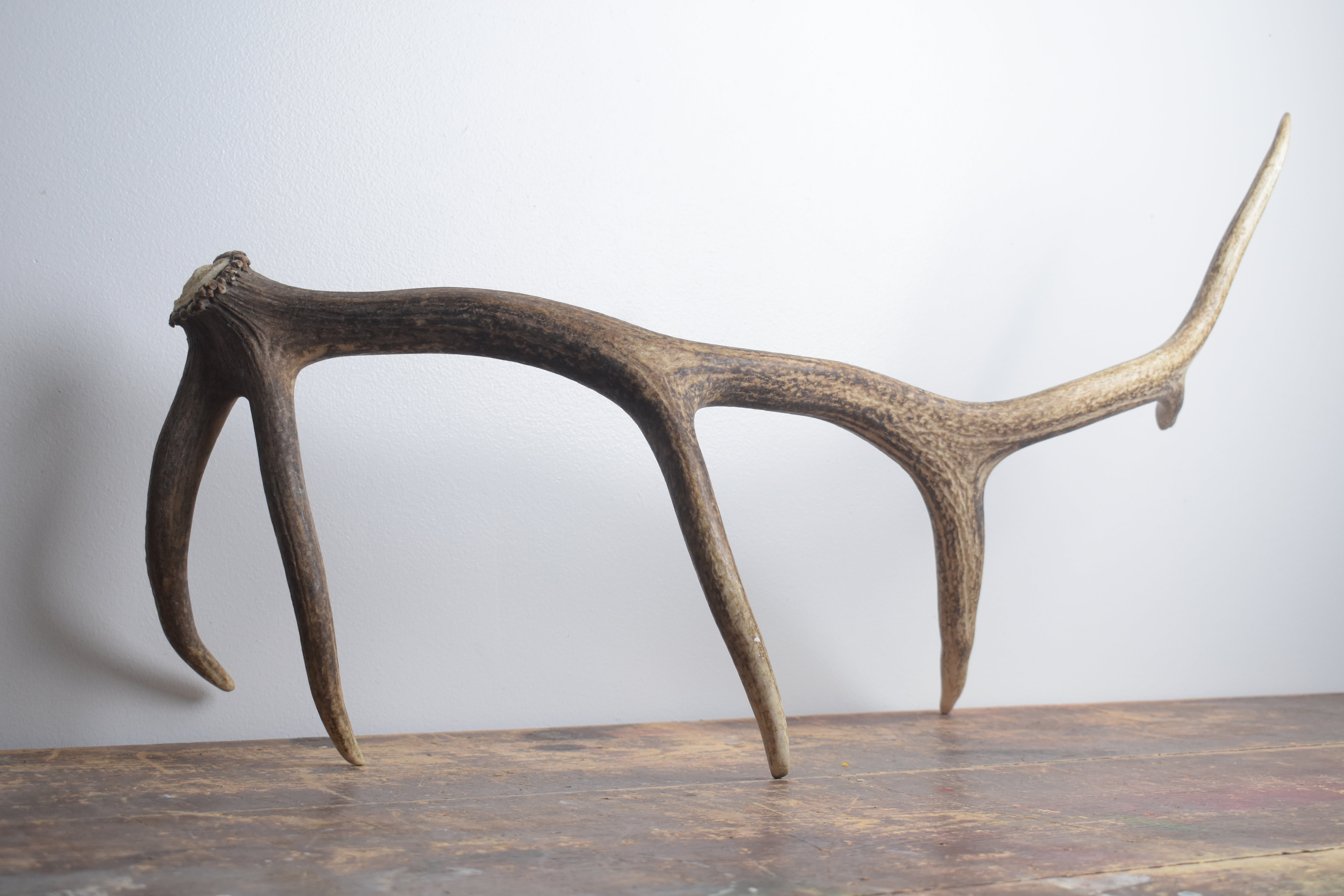 Elk Antler | Medium Size | 159
