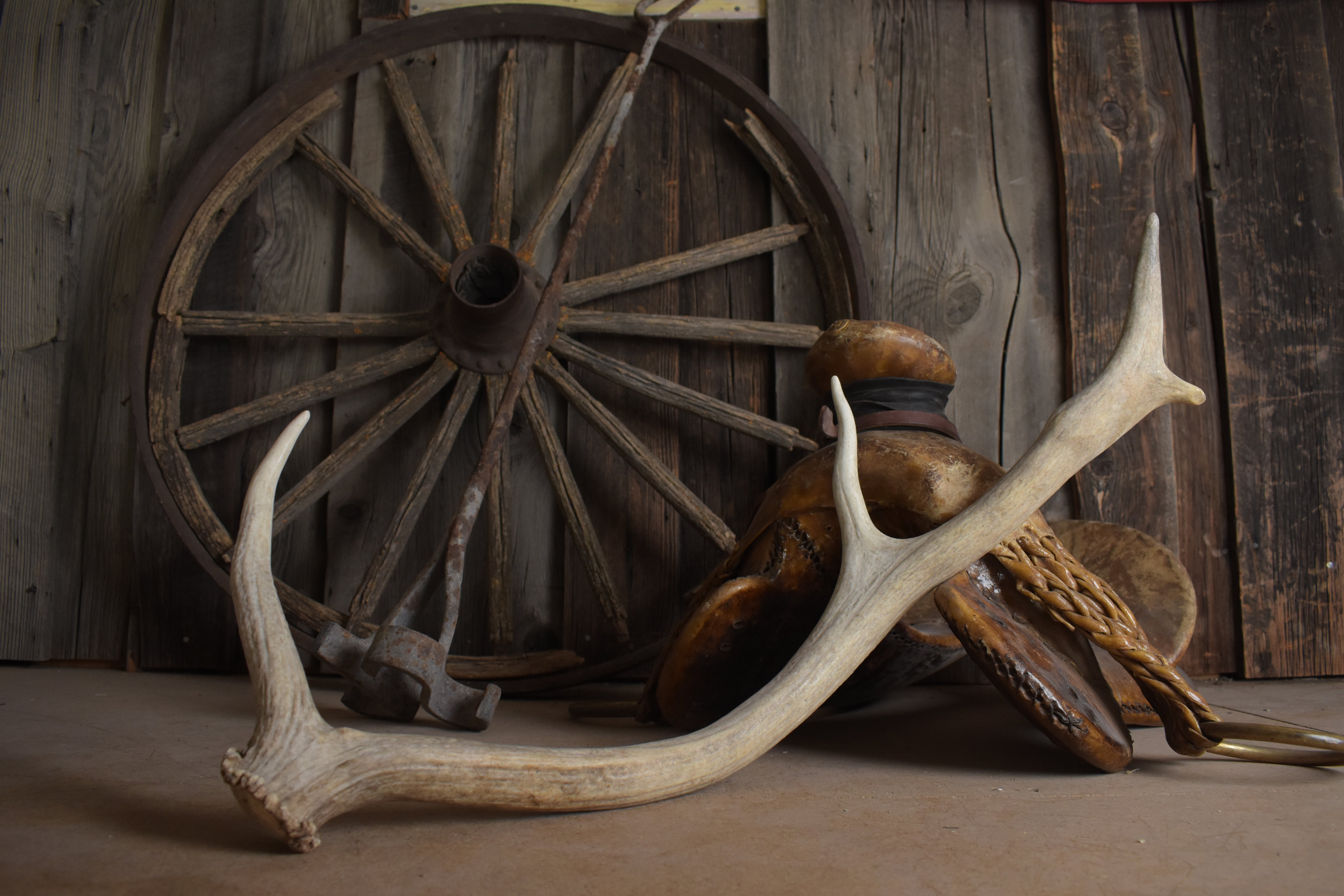 Elk Antler | Small Size | 130