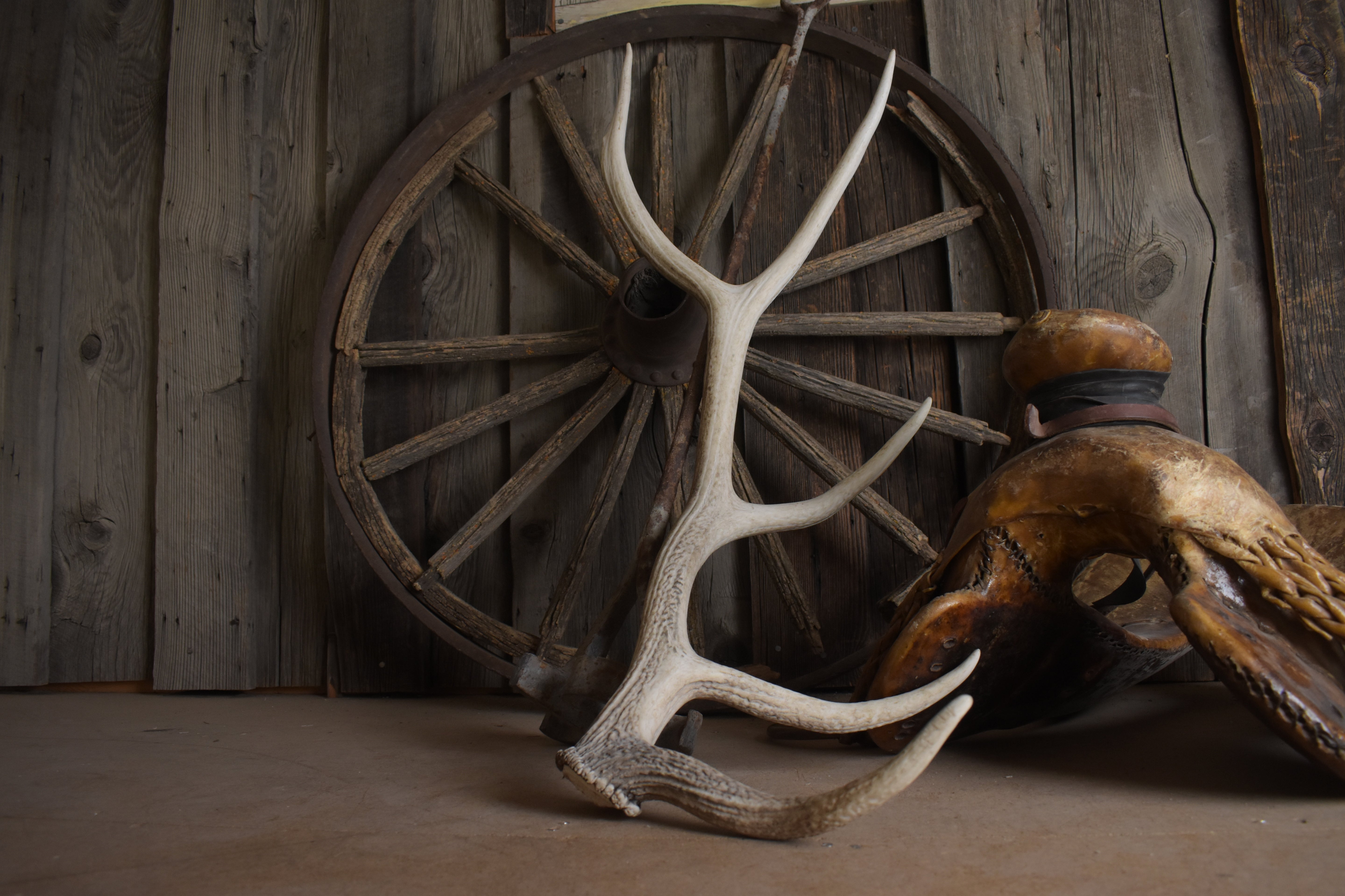 Elk Antler | Medium Size | 127