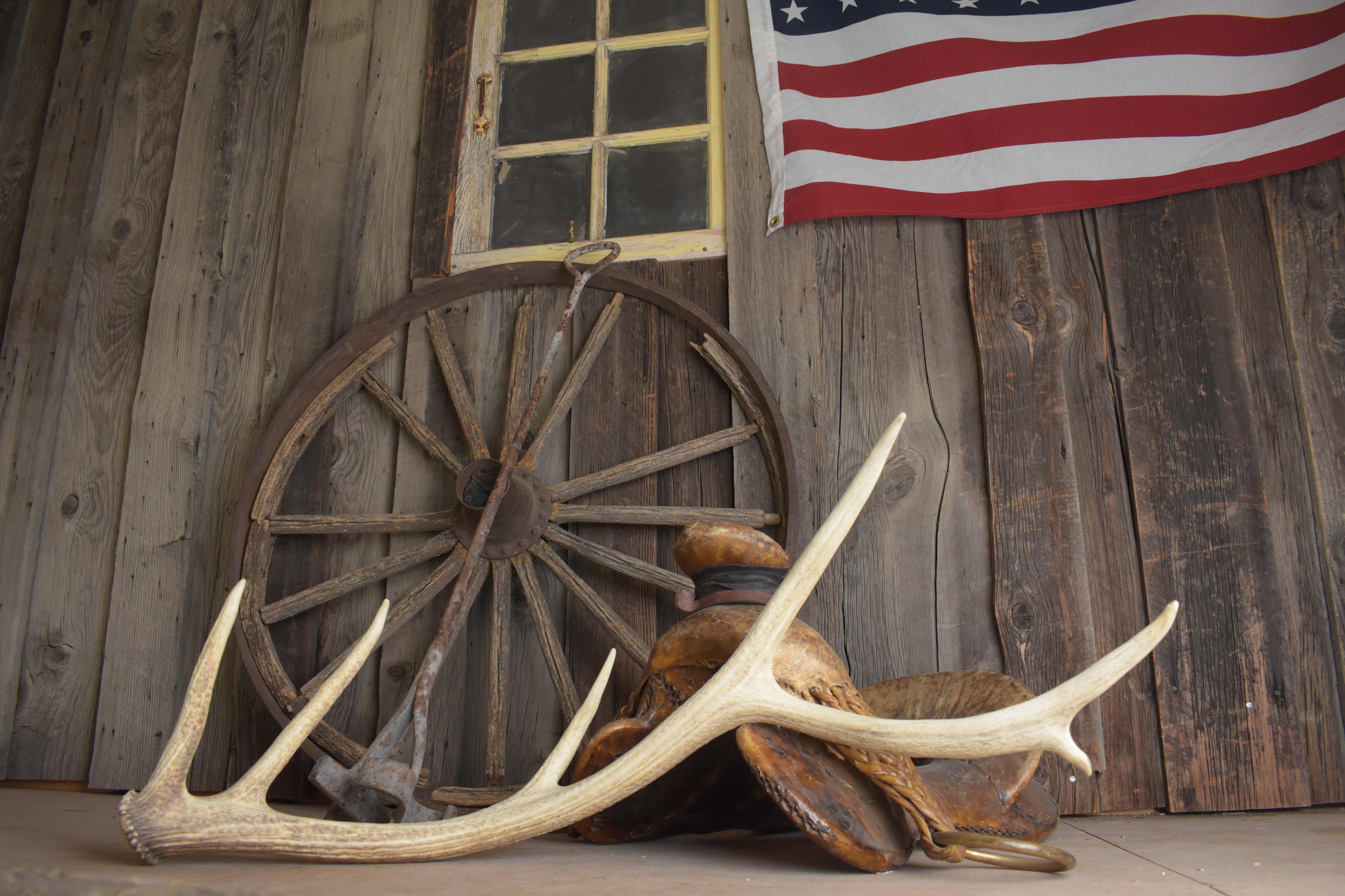 Elk Antler | Medium Size | 128