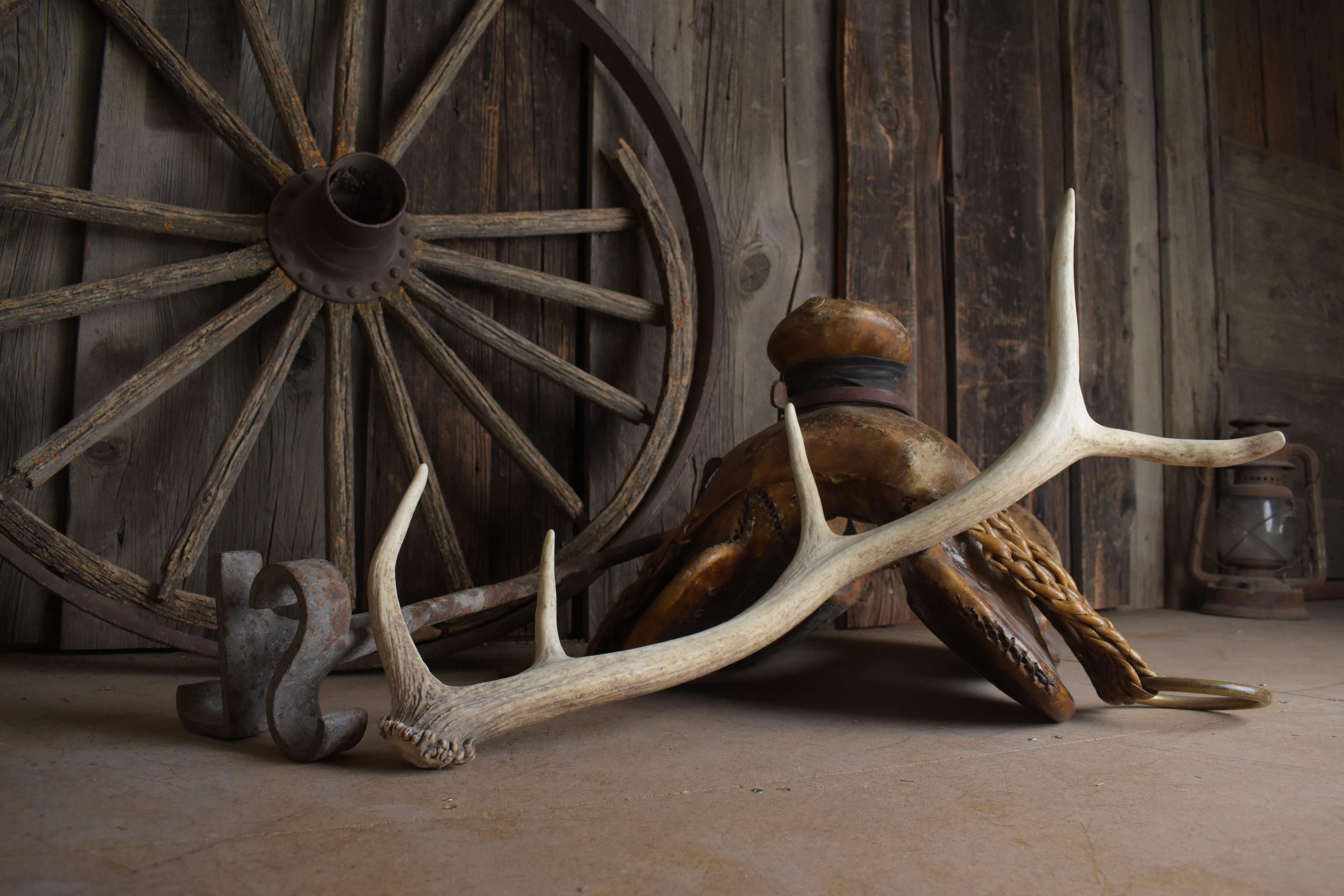 Elk Antler | Small Size | 157