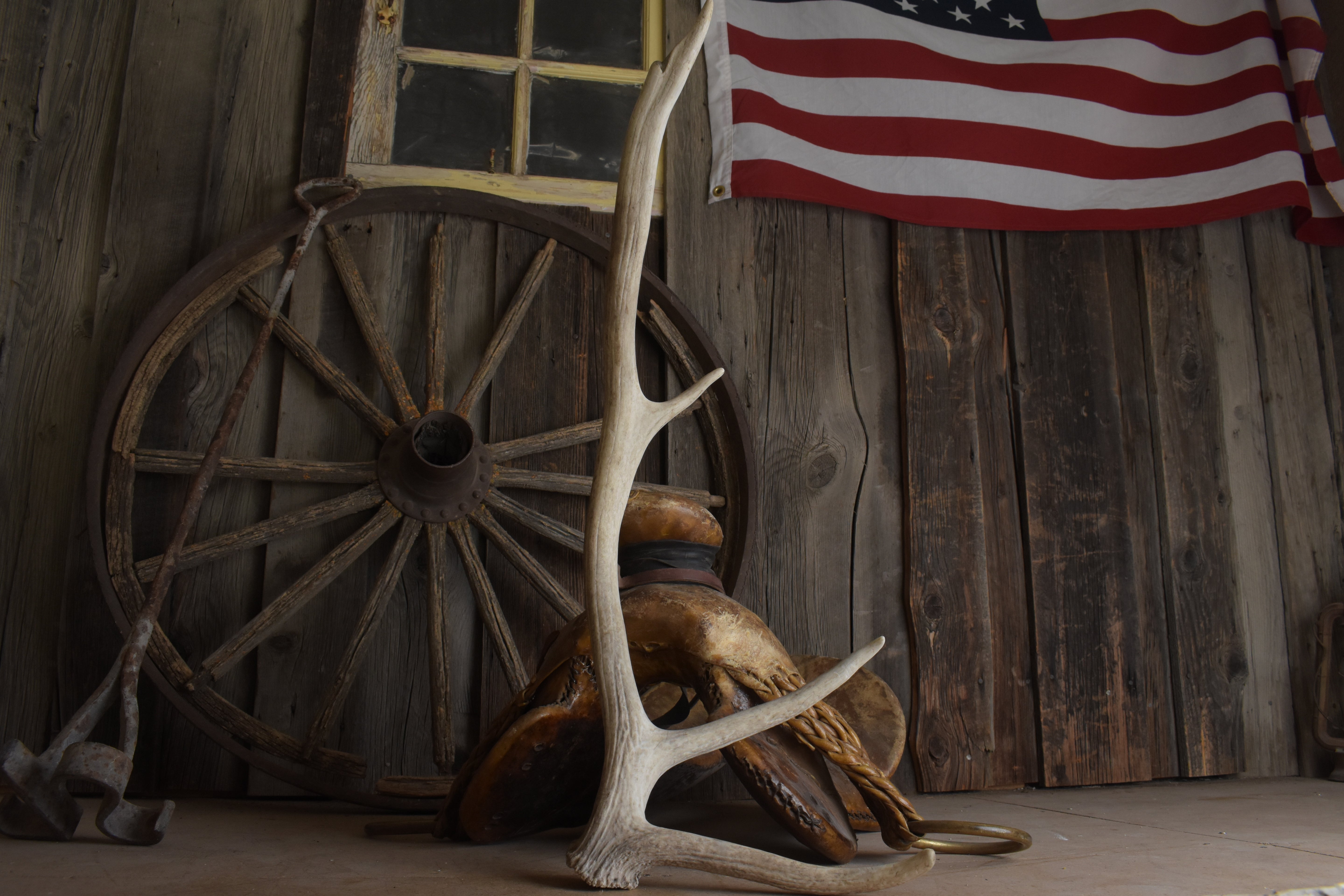 Elk Antler | Small Size | 144