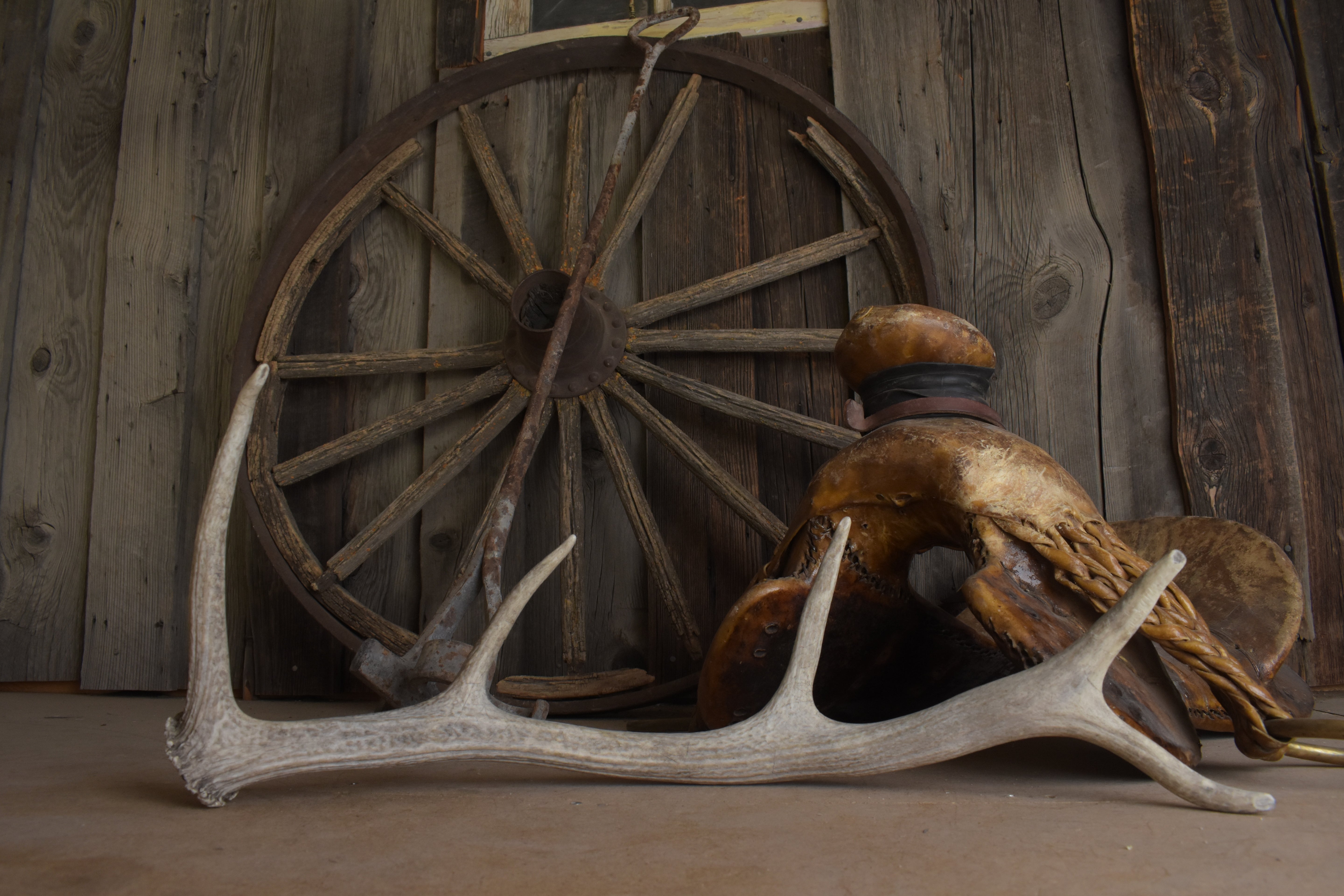 Elk Antler | Small Size | 133