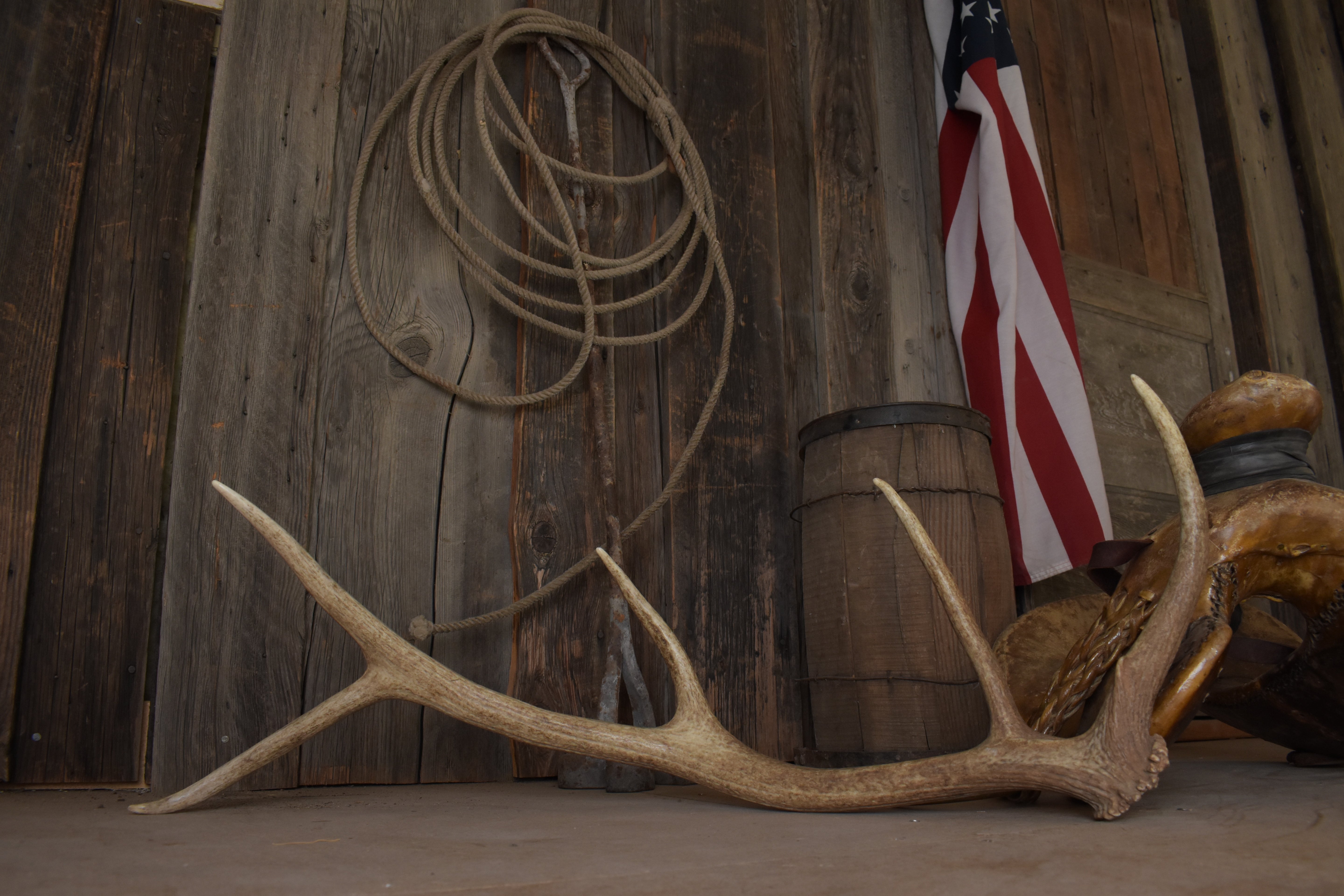 Elk Antler | Small Size | 171