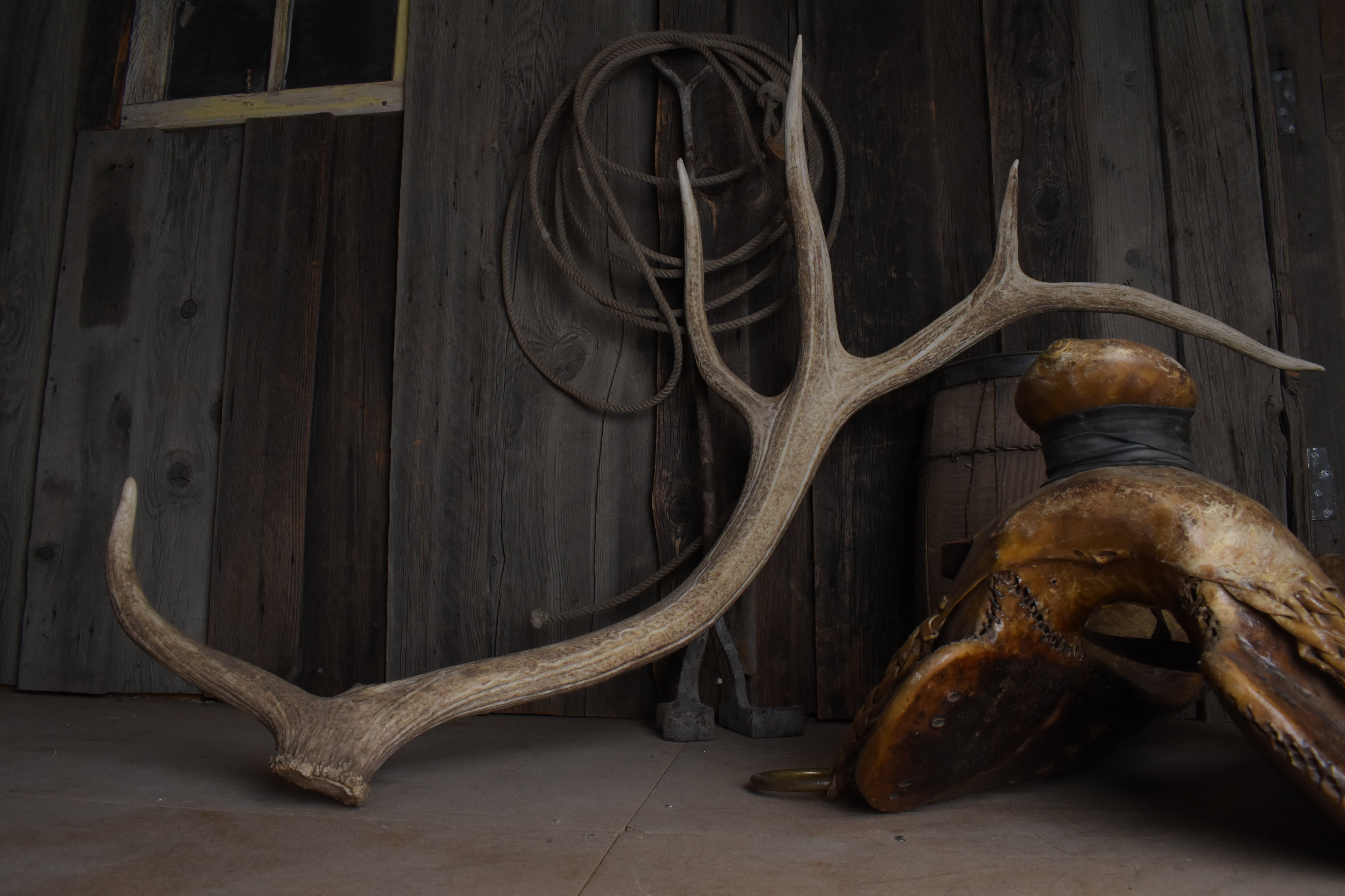 Elk Antler | Extra-Large Size | 175