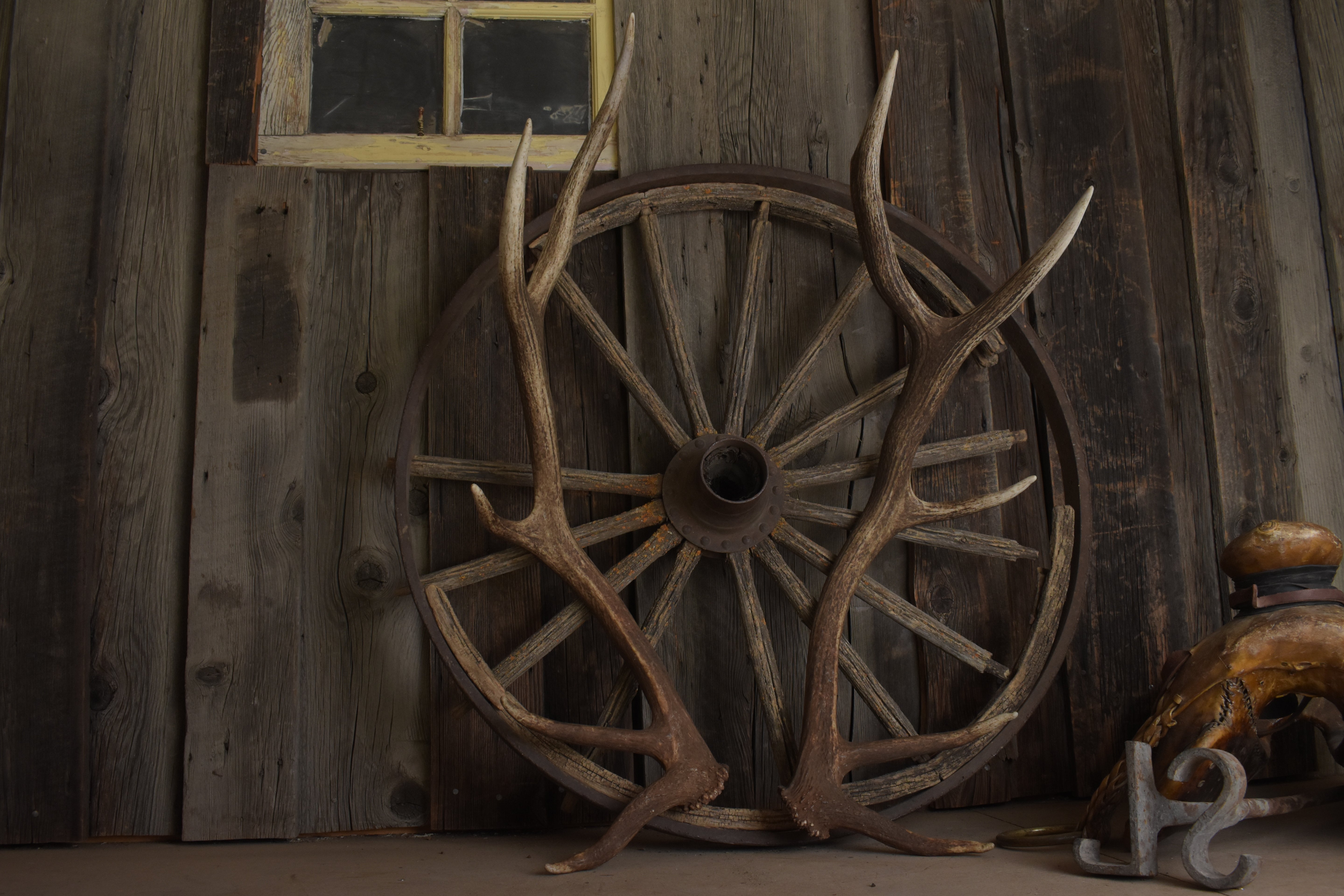 Elk Antler Set | Medium | 168