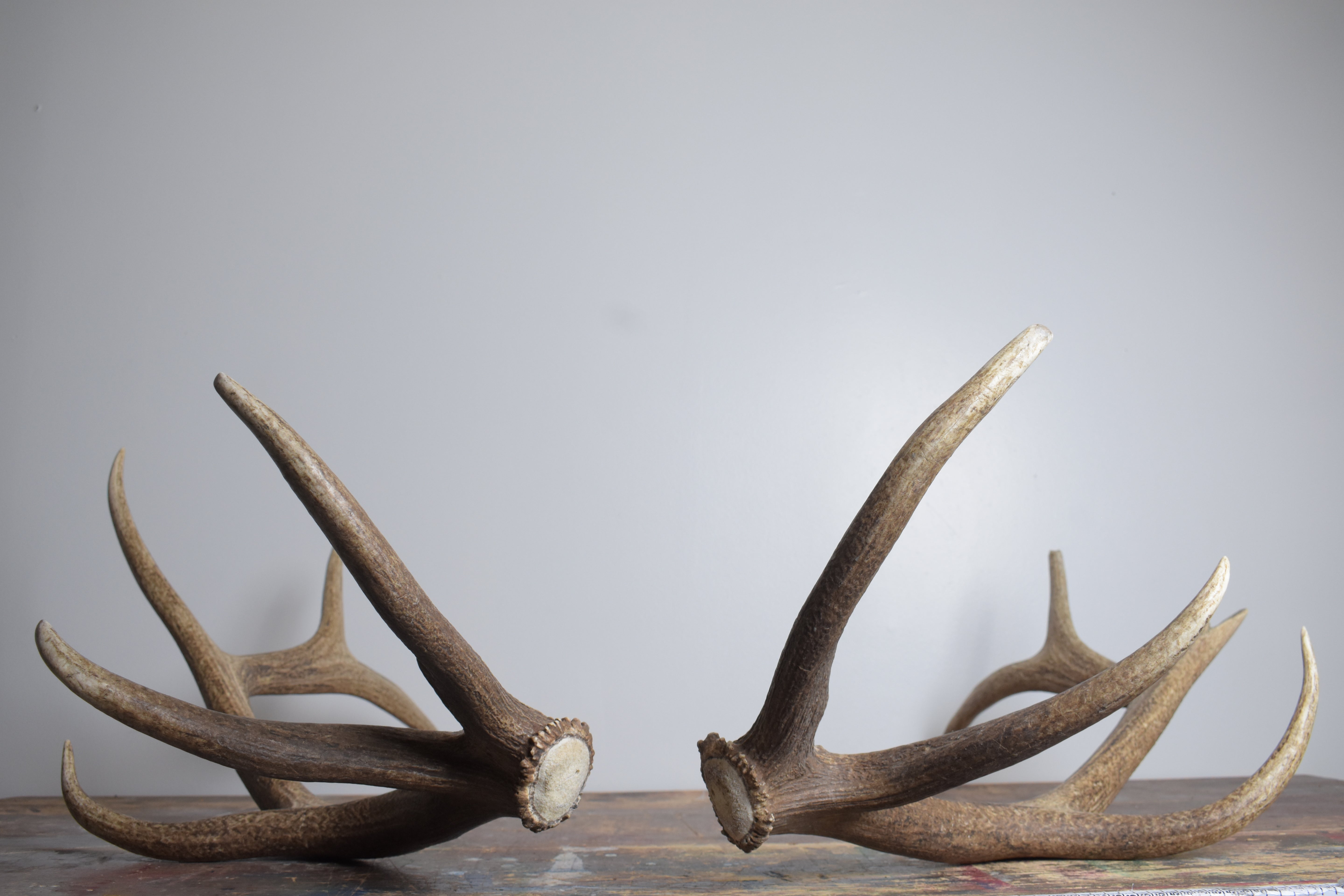 Elk Antler Set | Extra-Large | 155