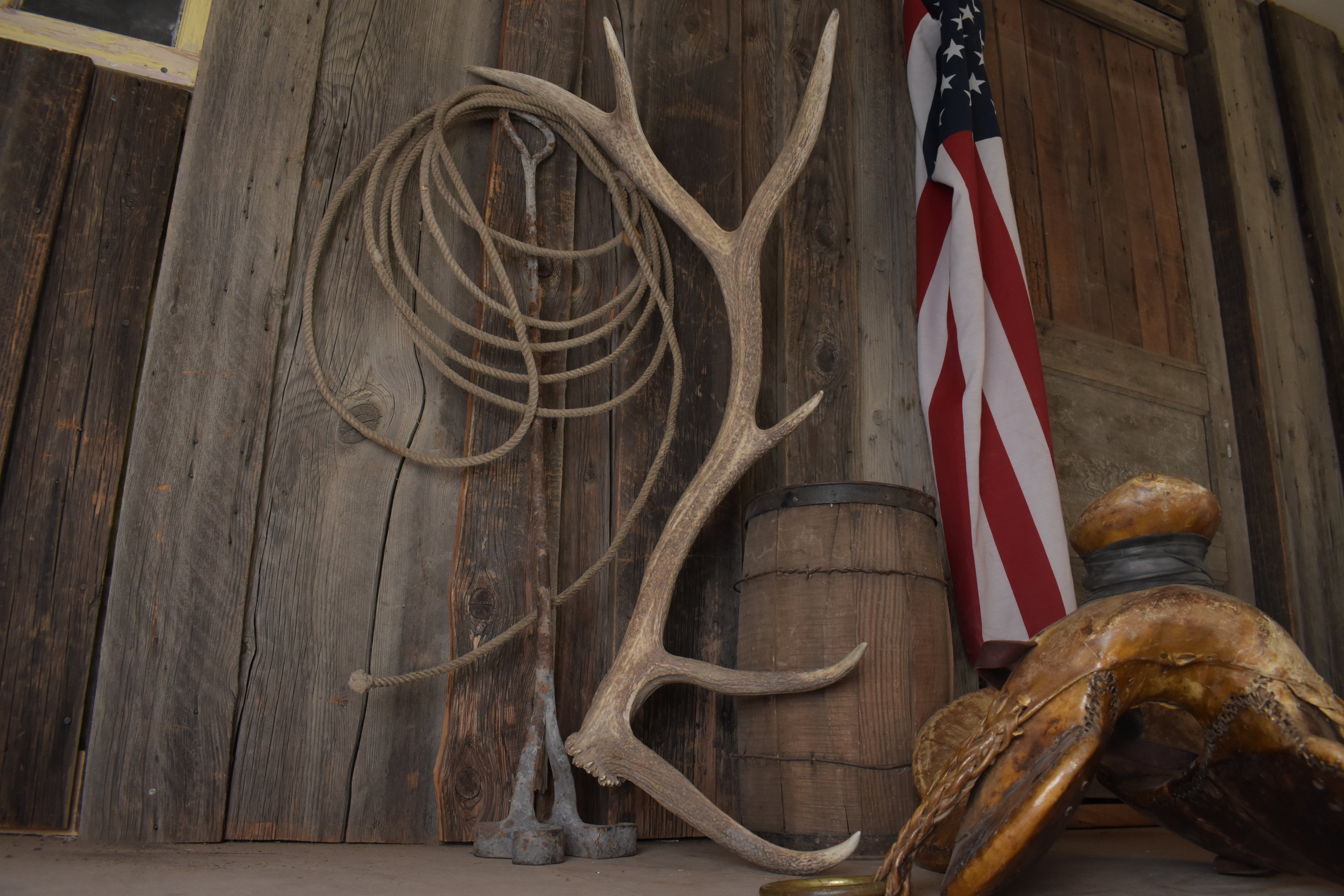Elk Antler | Large Size | 169