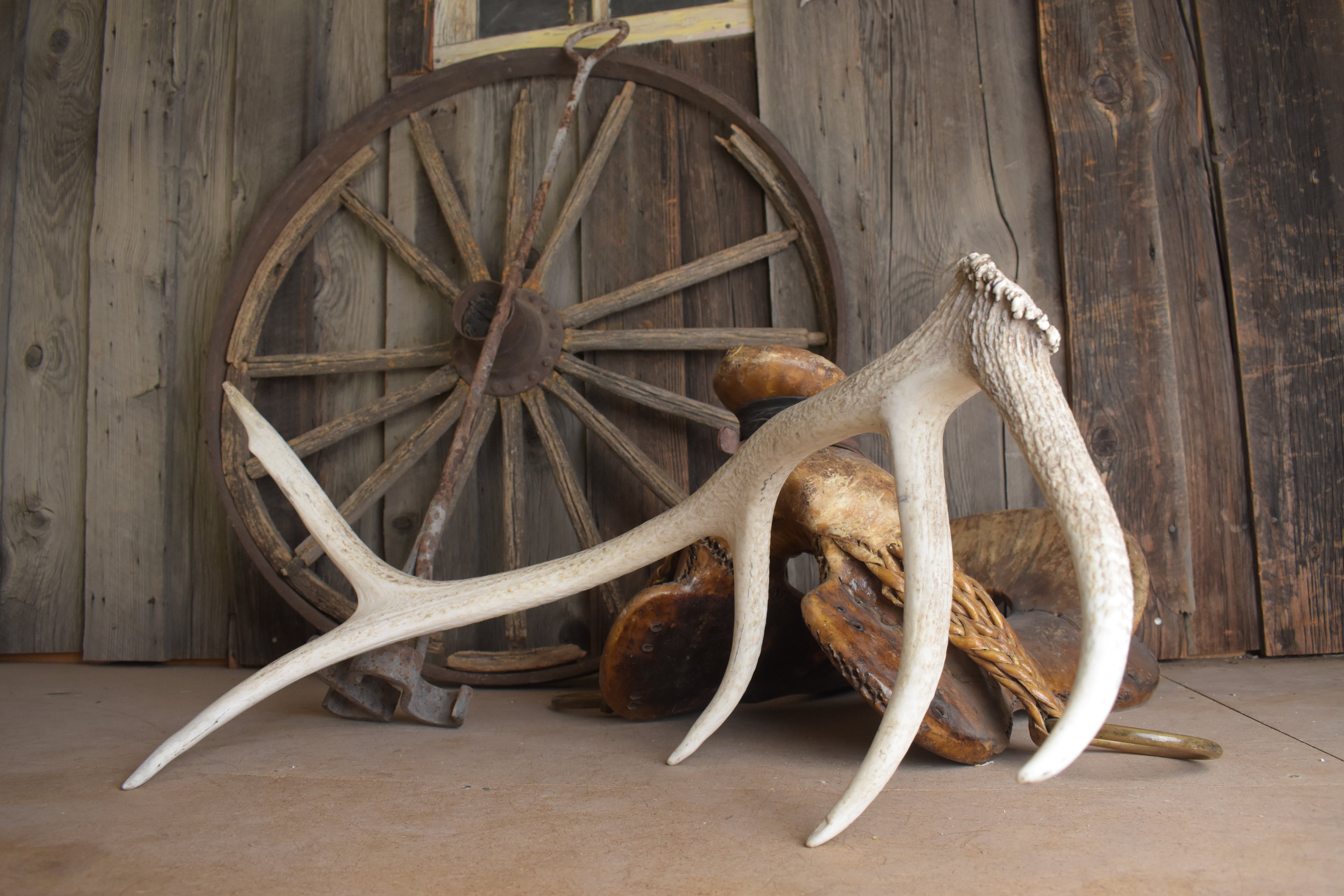 Elk Antler | Medium Size | 121